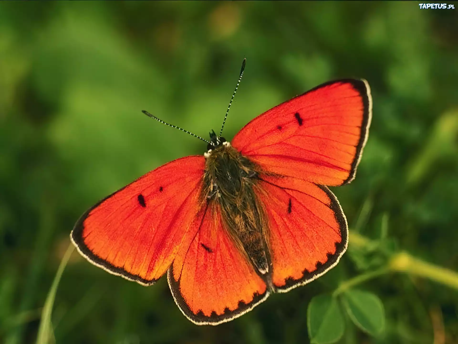 Pomarańczowy, Motyl