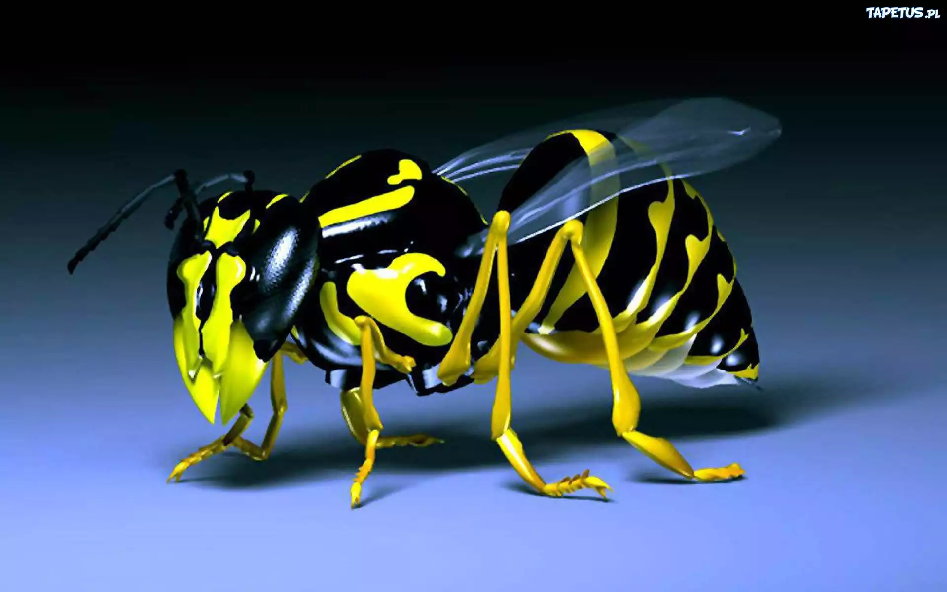Osa, 3D