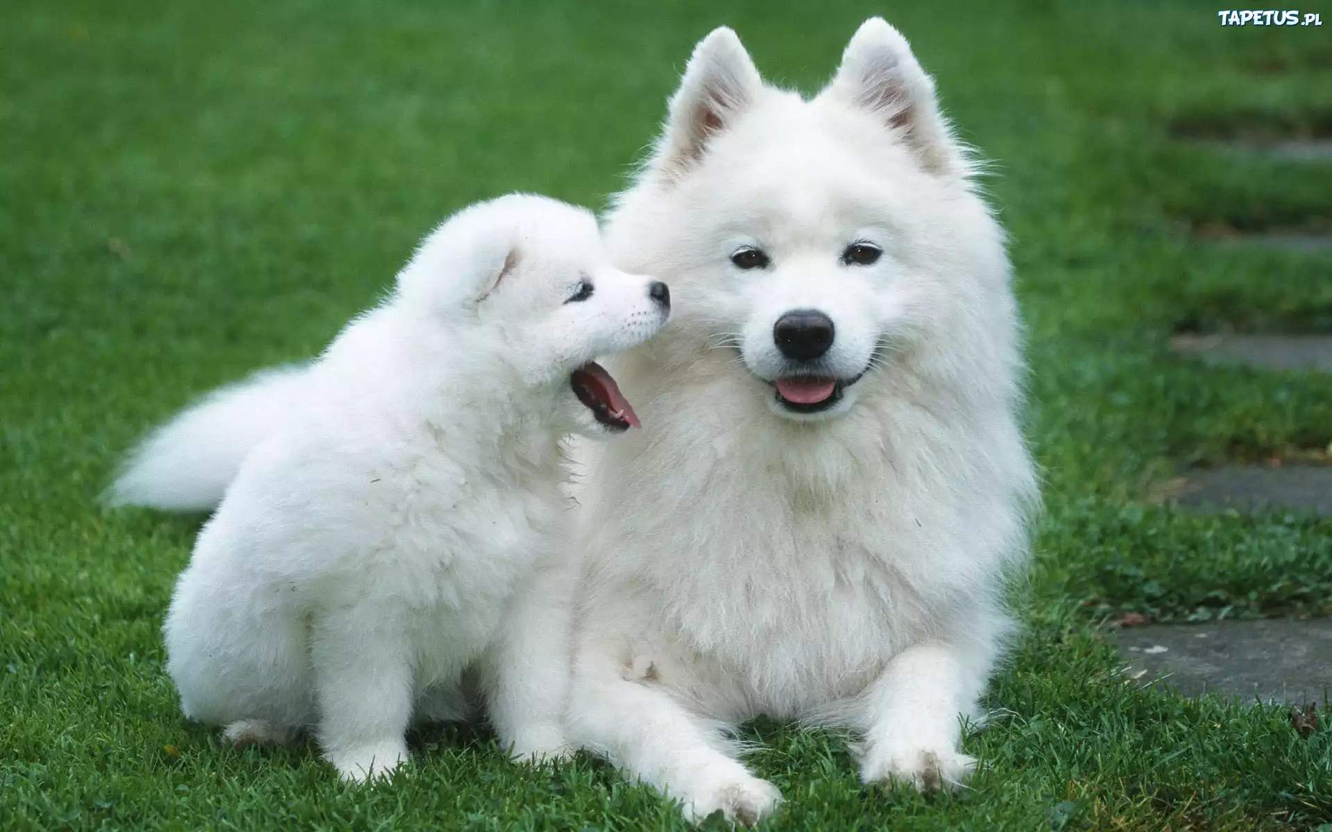 Samojed, Szczeniak, Trawa