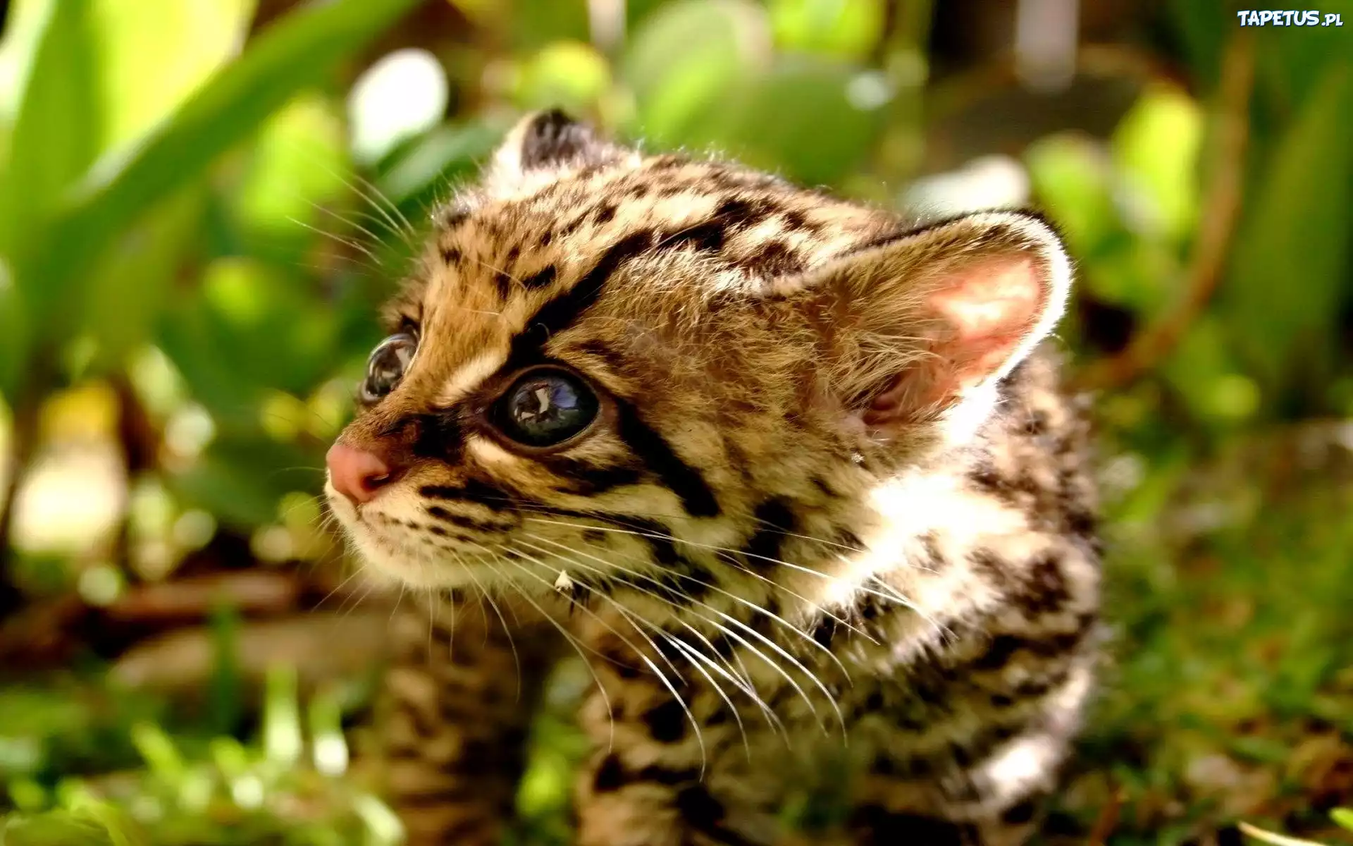 Margay, Mały, Zieleń, Czarne, Oczy