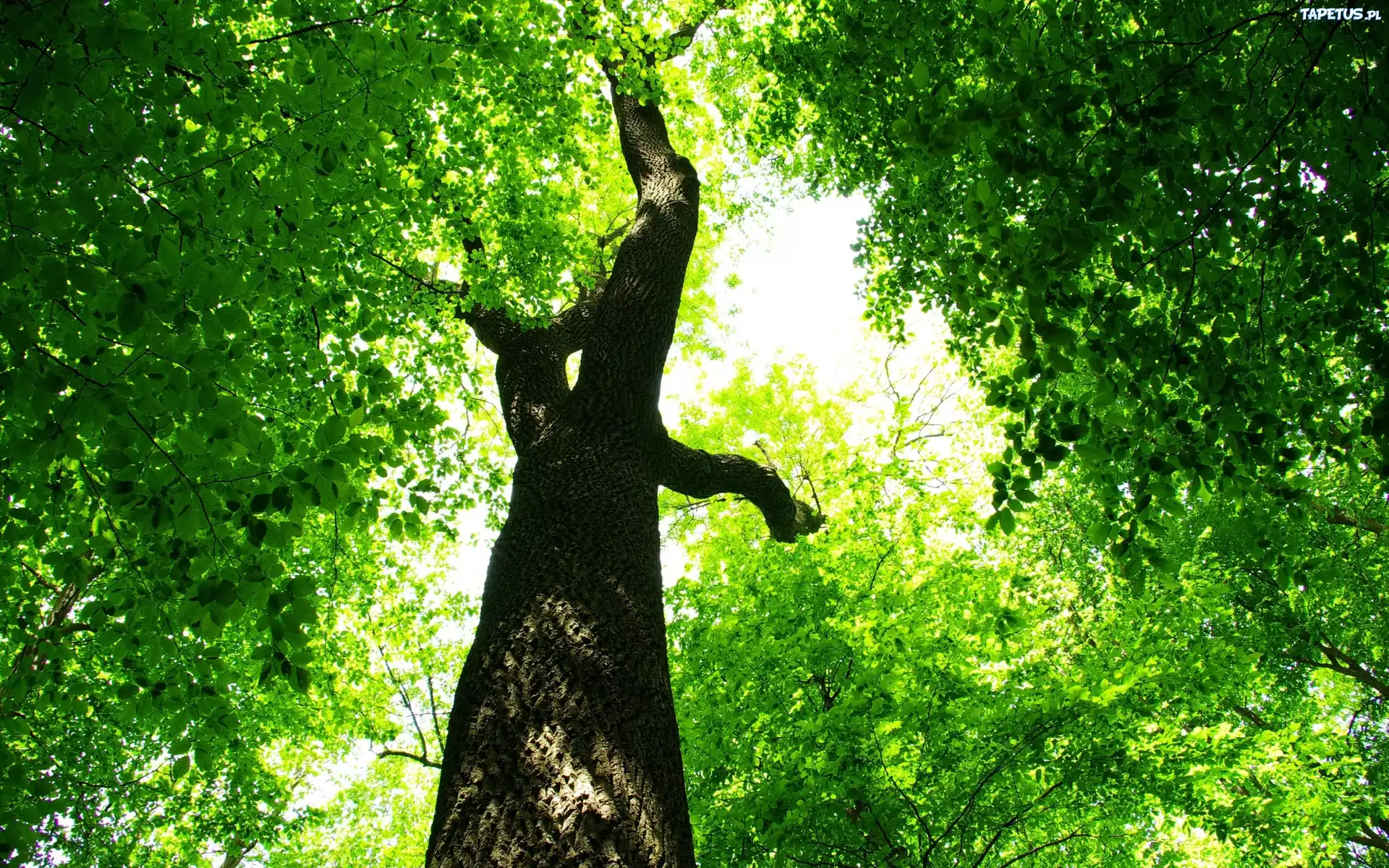 зеленое раскидистое дерево бесплатно