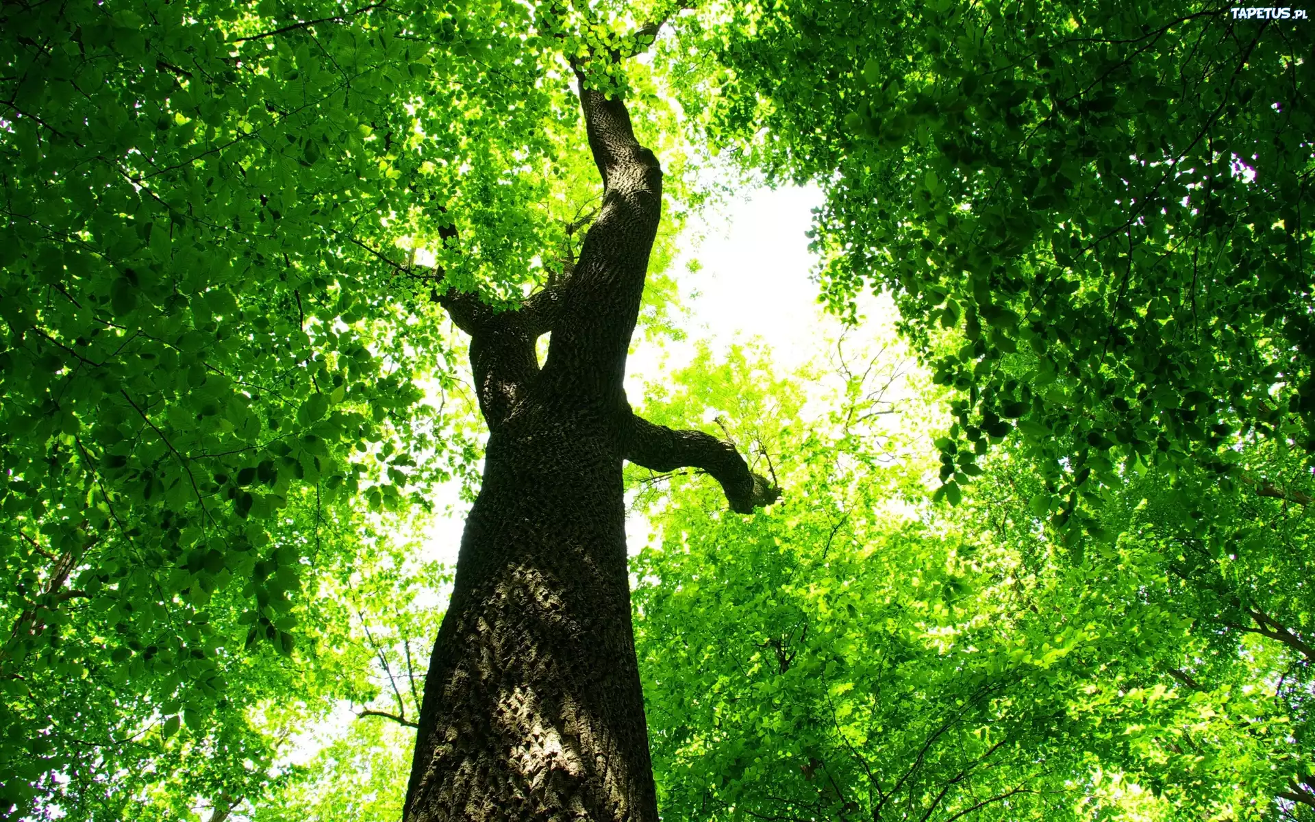Drzewo, Zielone, Liście, Pień