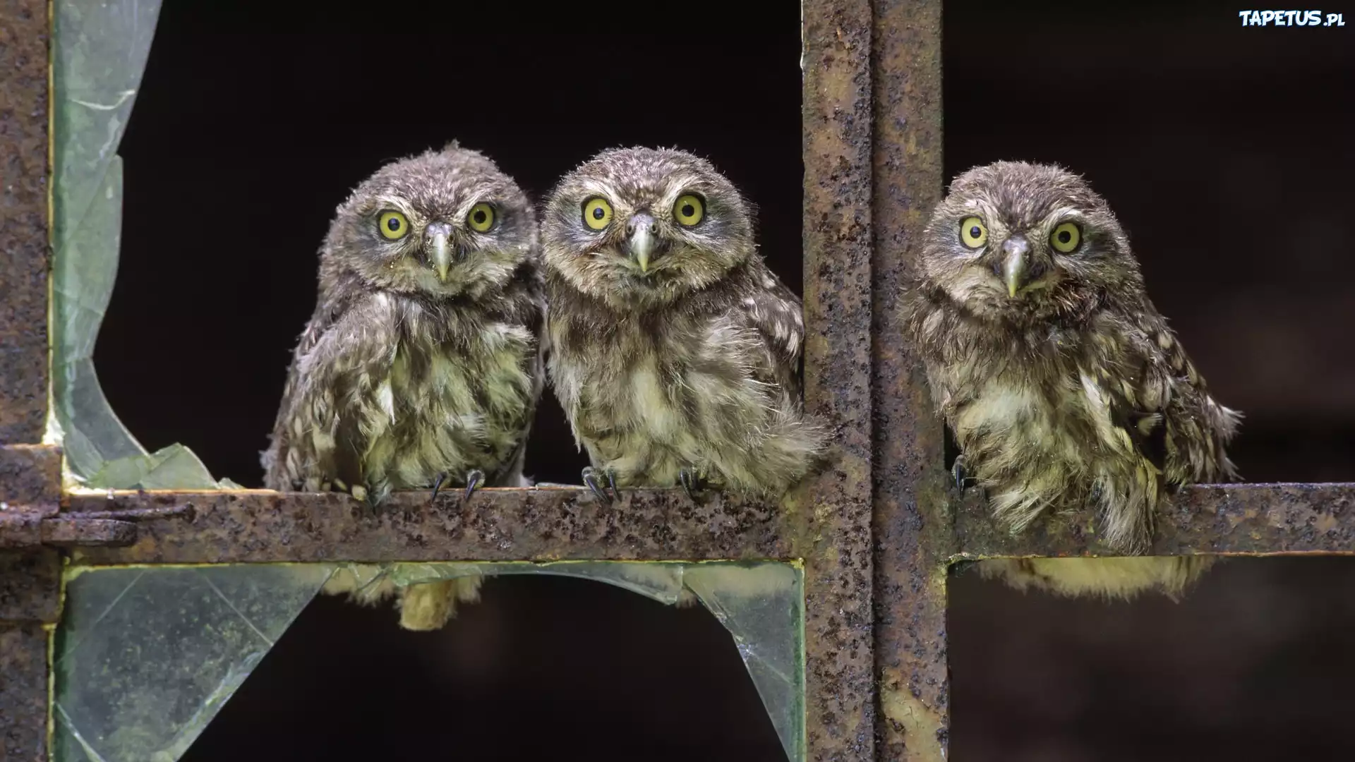 Sowy, Wybite, Okno