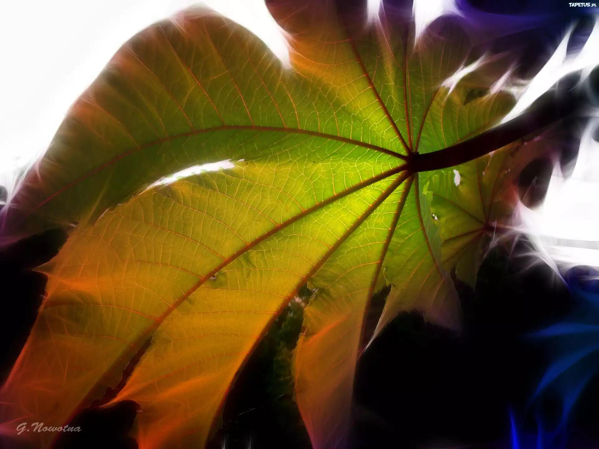 Liść, Fractalius