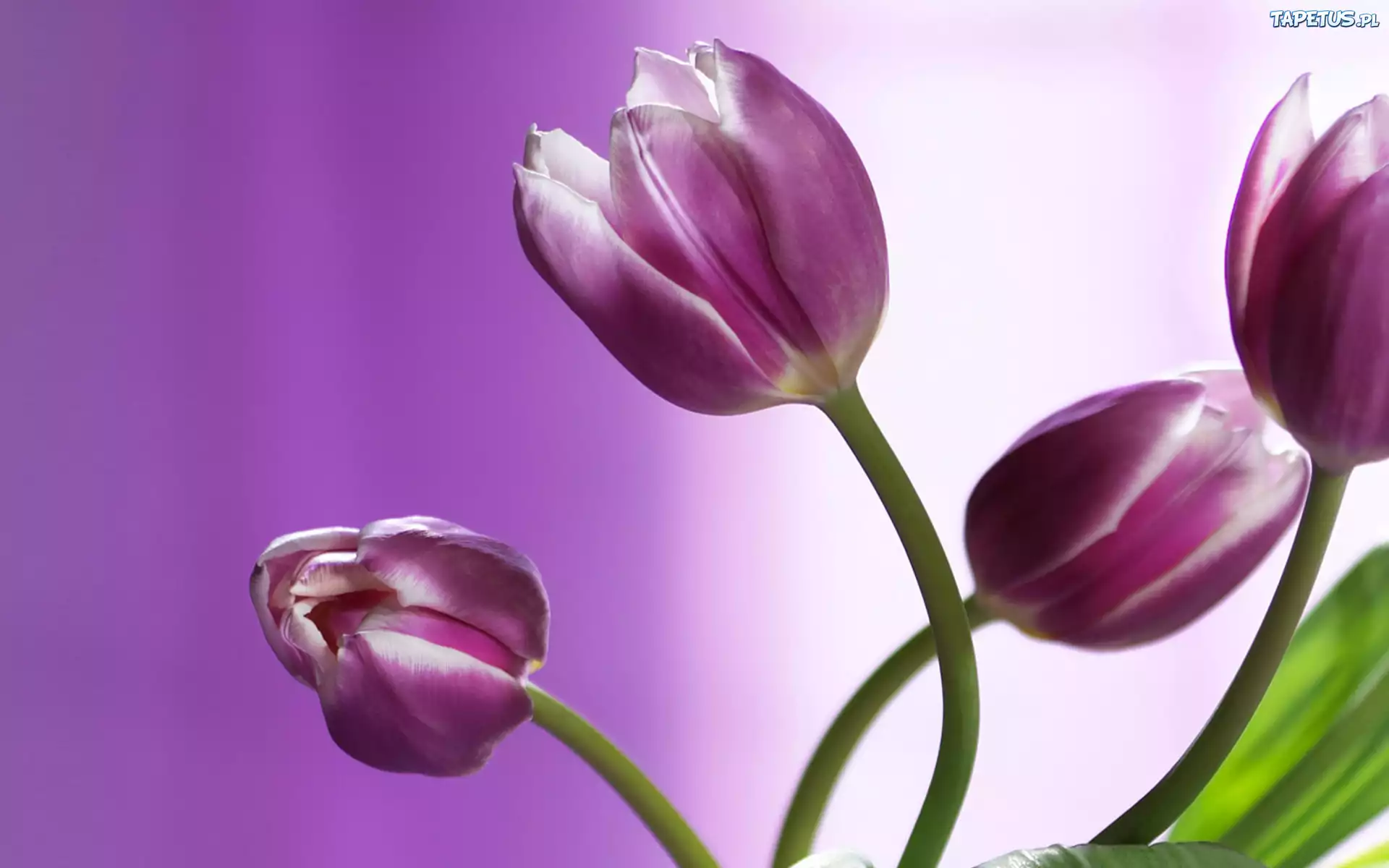 Tulipany