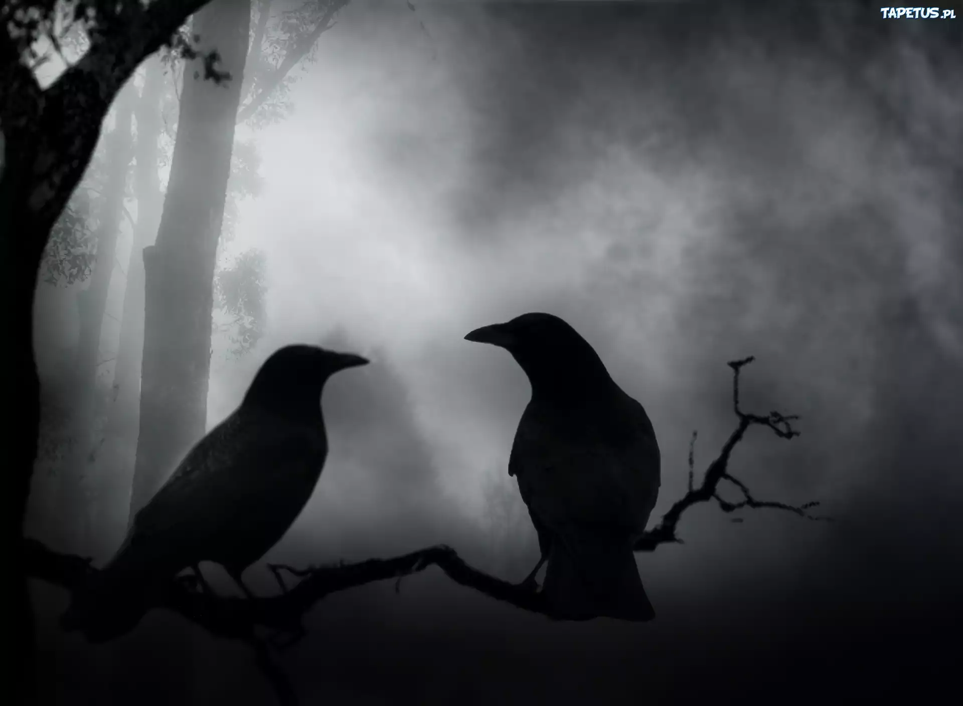 Night crows вороны. Хугин и Мунин. Ворон Хугин и Мунин. Хугин и Мунин птицы. Хугин и Мунин арт.