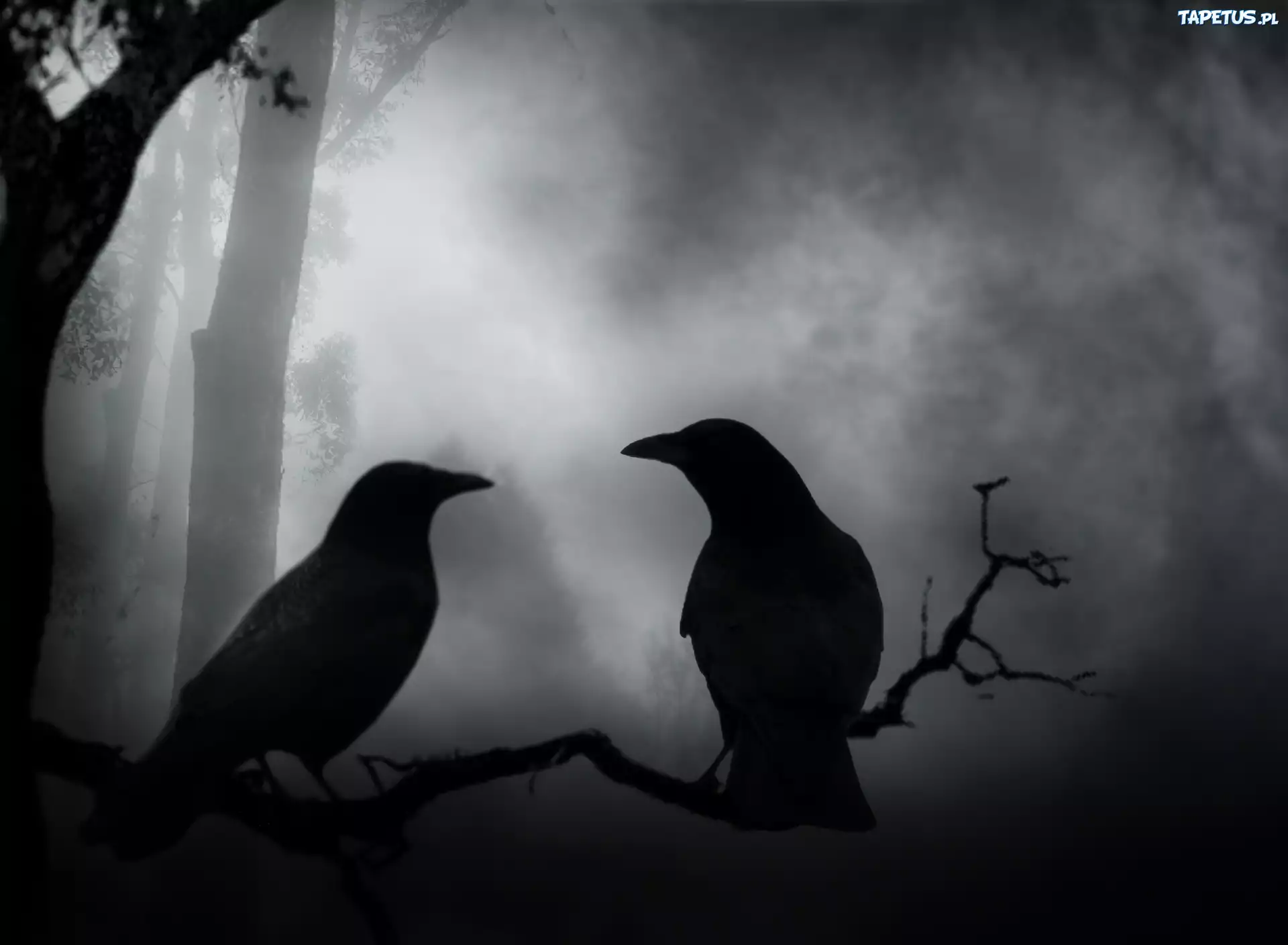 Night crows вороны