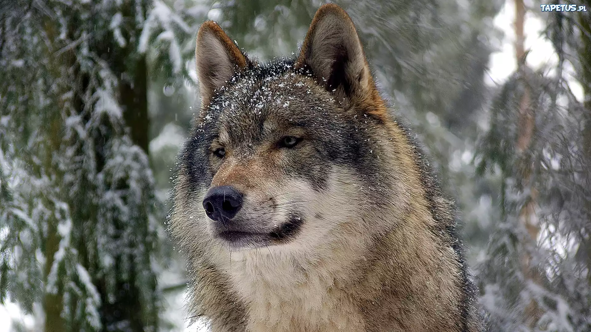 Wilk, Śnieg