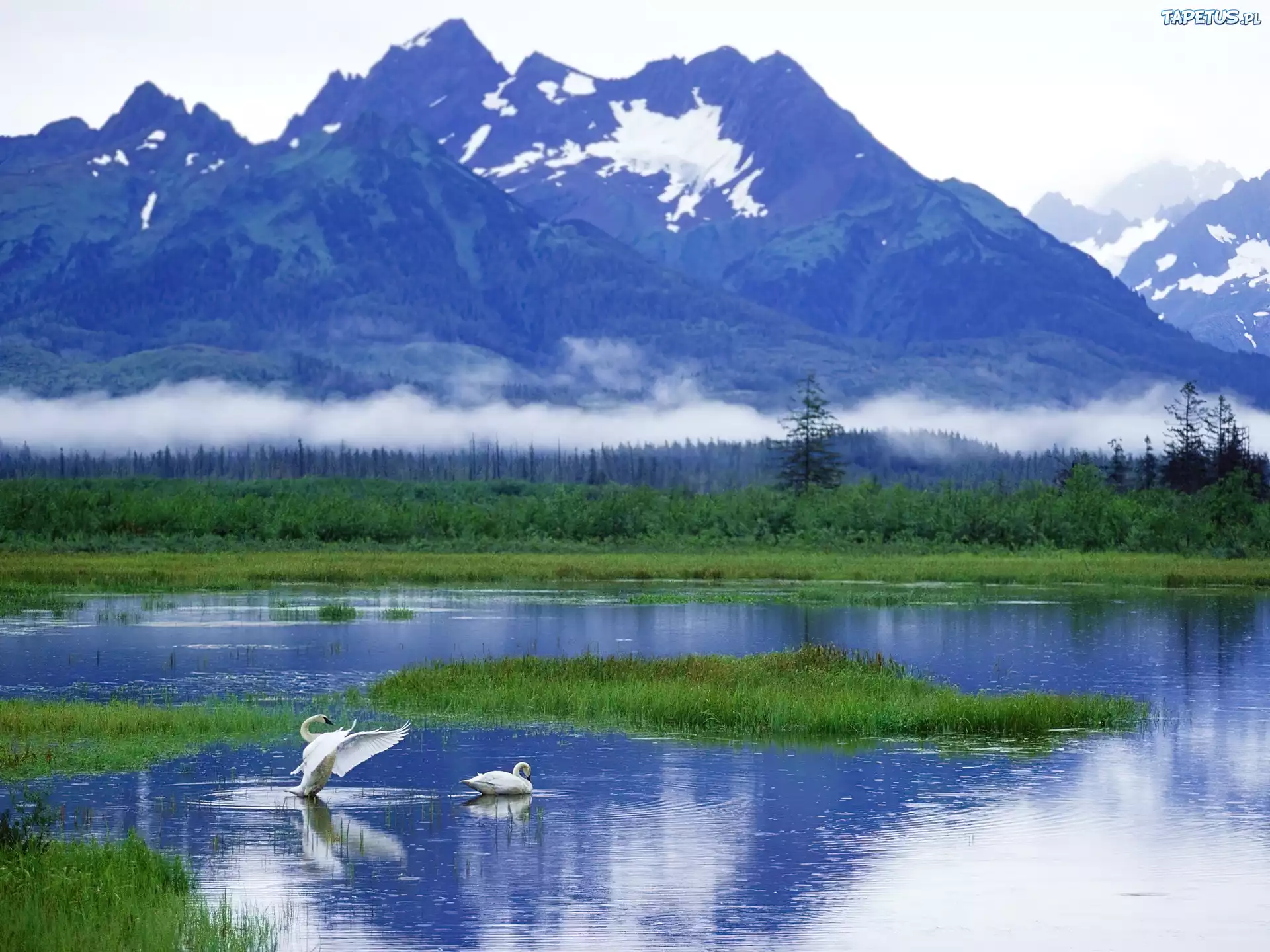 Góry, Jezioro, Łabędzie, Alaska