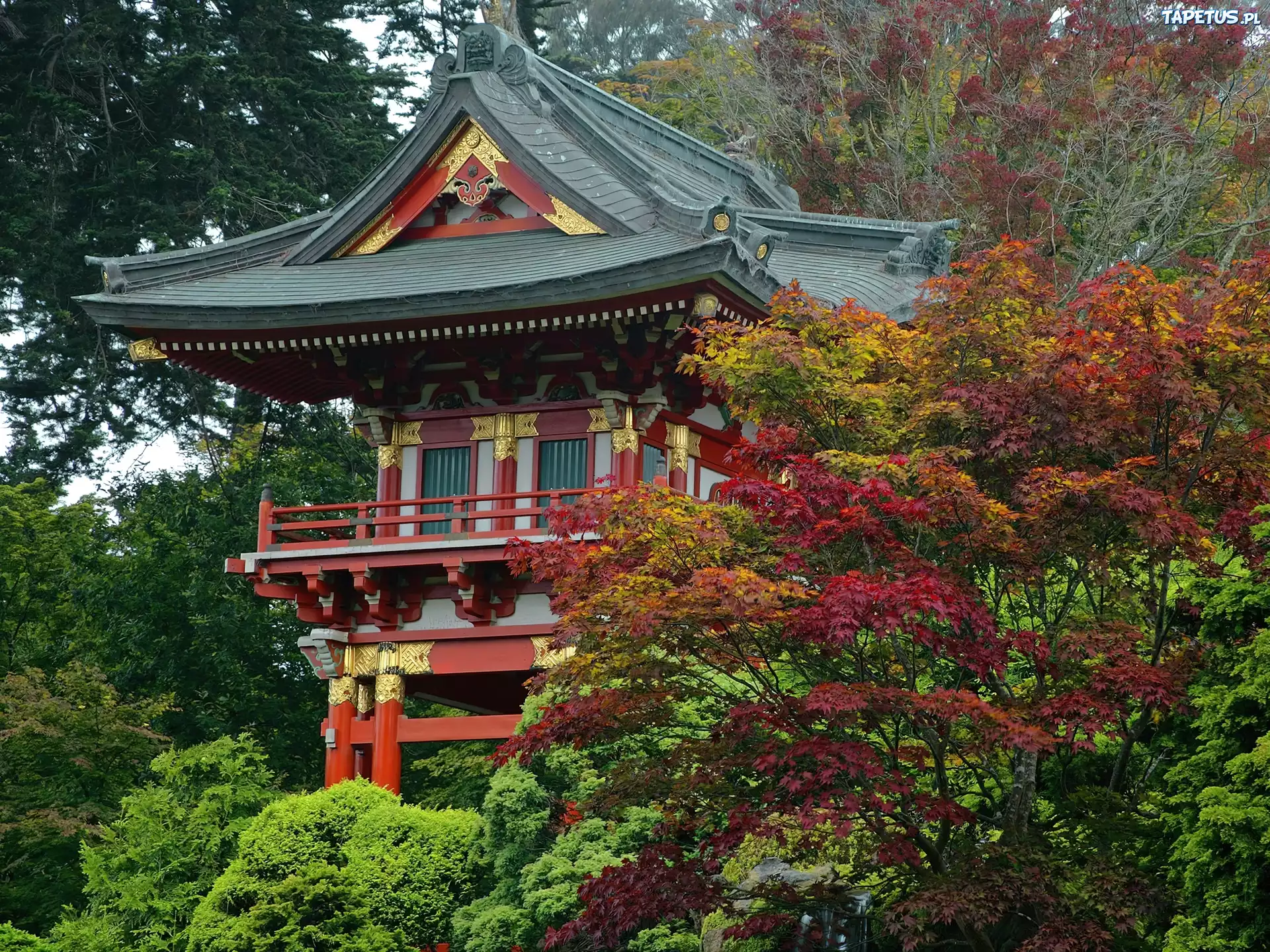Dom, Złote, Zdobienia, Japonia, Drzewa