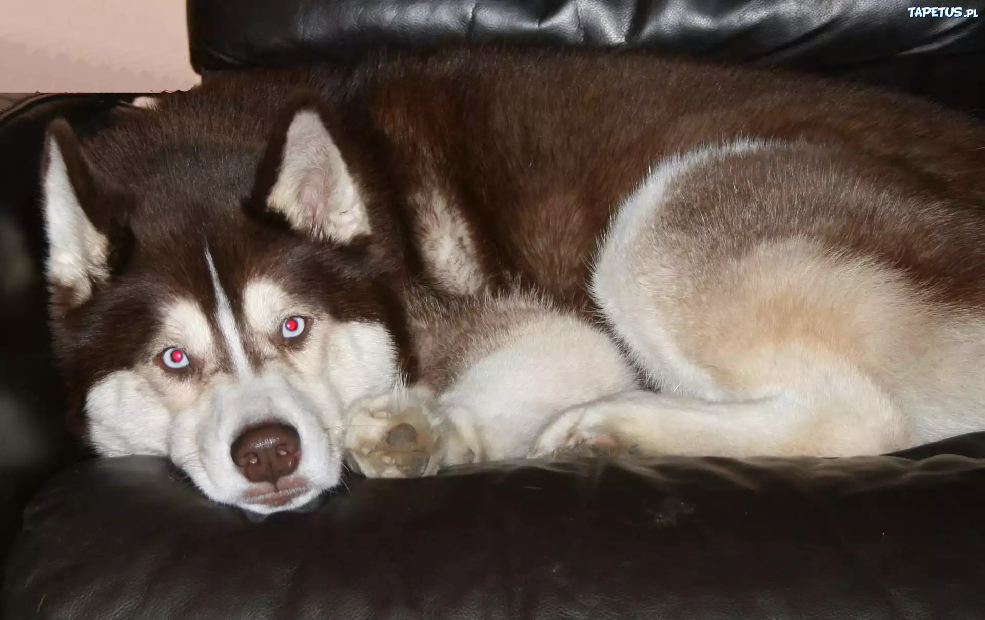 brązowy, Siberian Husky