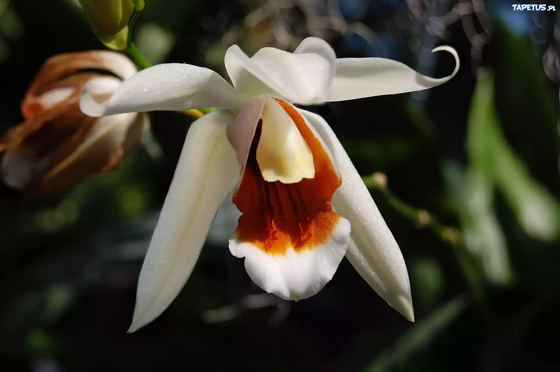 Orchidea, Biała, Liście