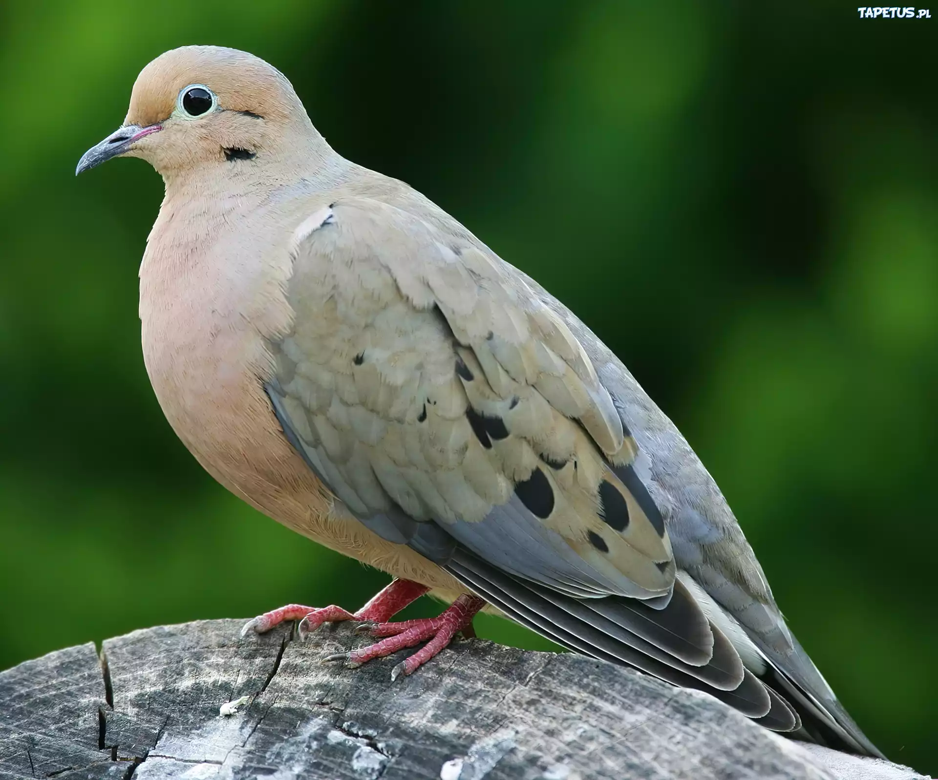 Gołąb, Pień