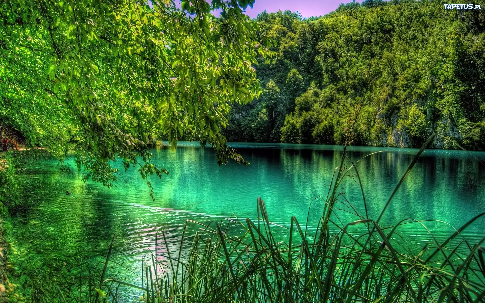 Jezioro, Las, Trzcina