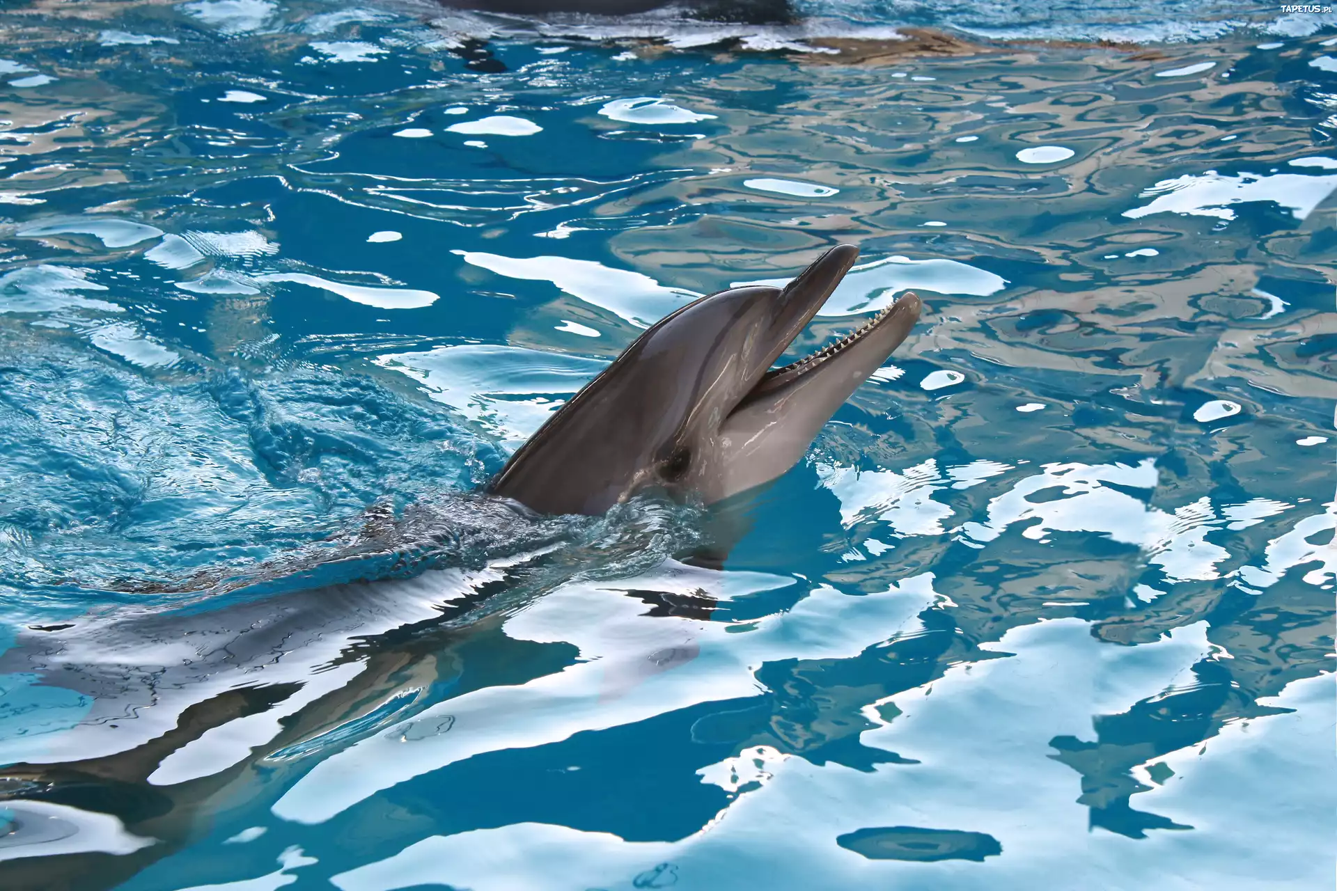 Delfin, Basen