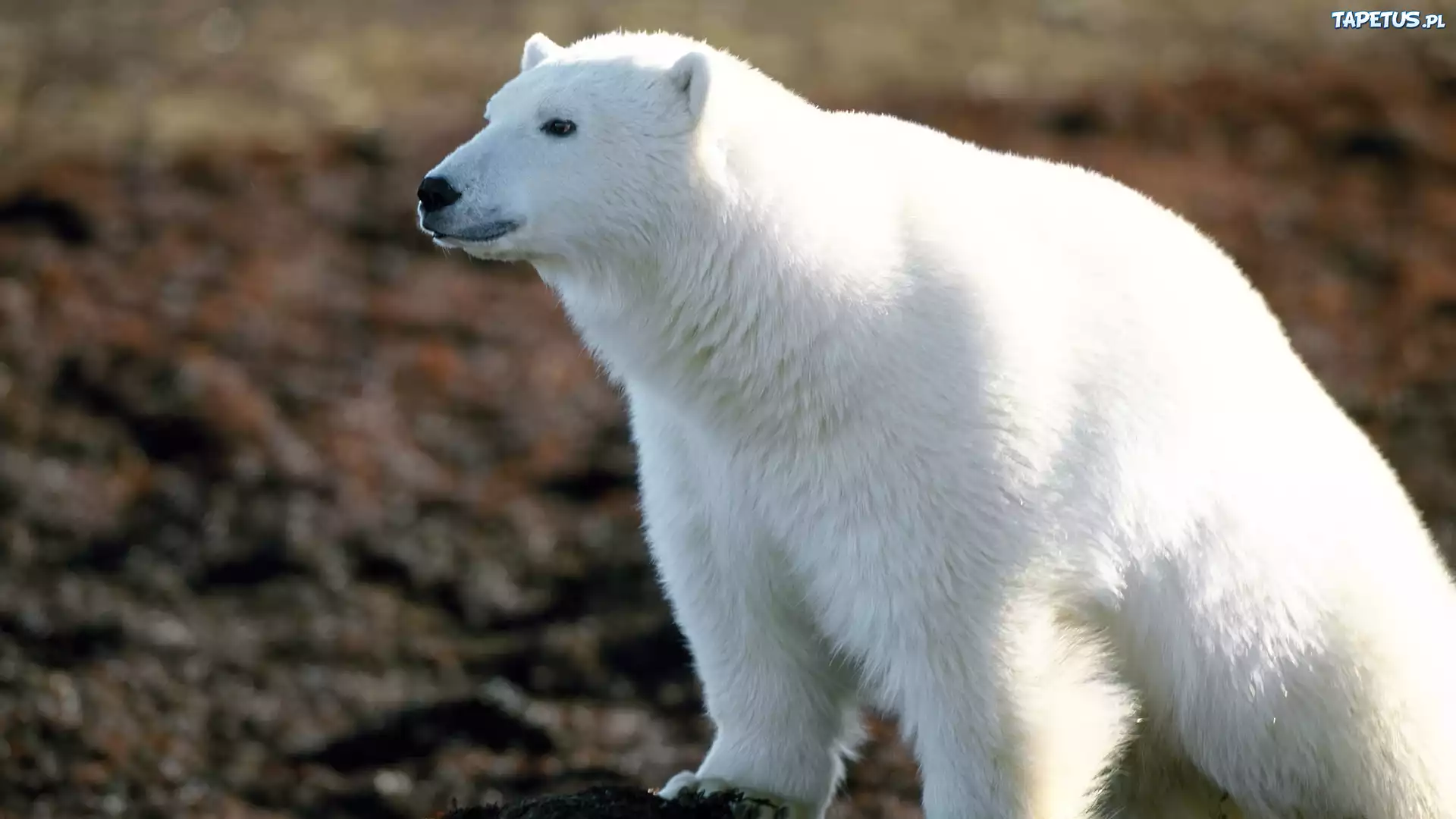 Niedźwiedź, Polarny
