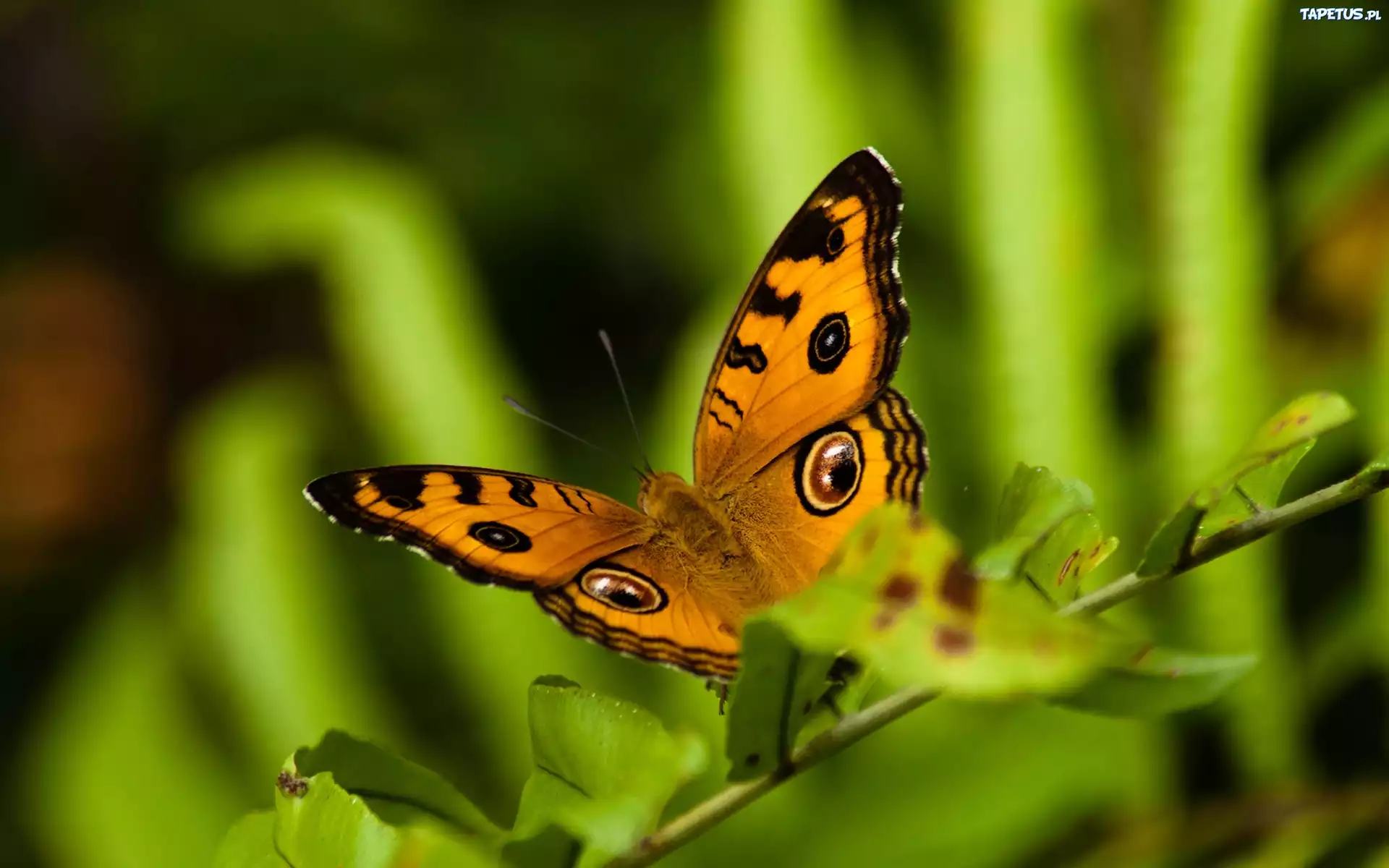 природа животные насекомое макро бабочки nature animals insect macro butterfly бесплатно