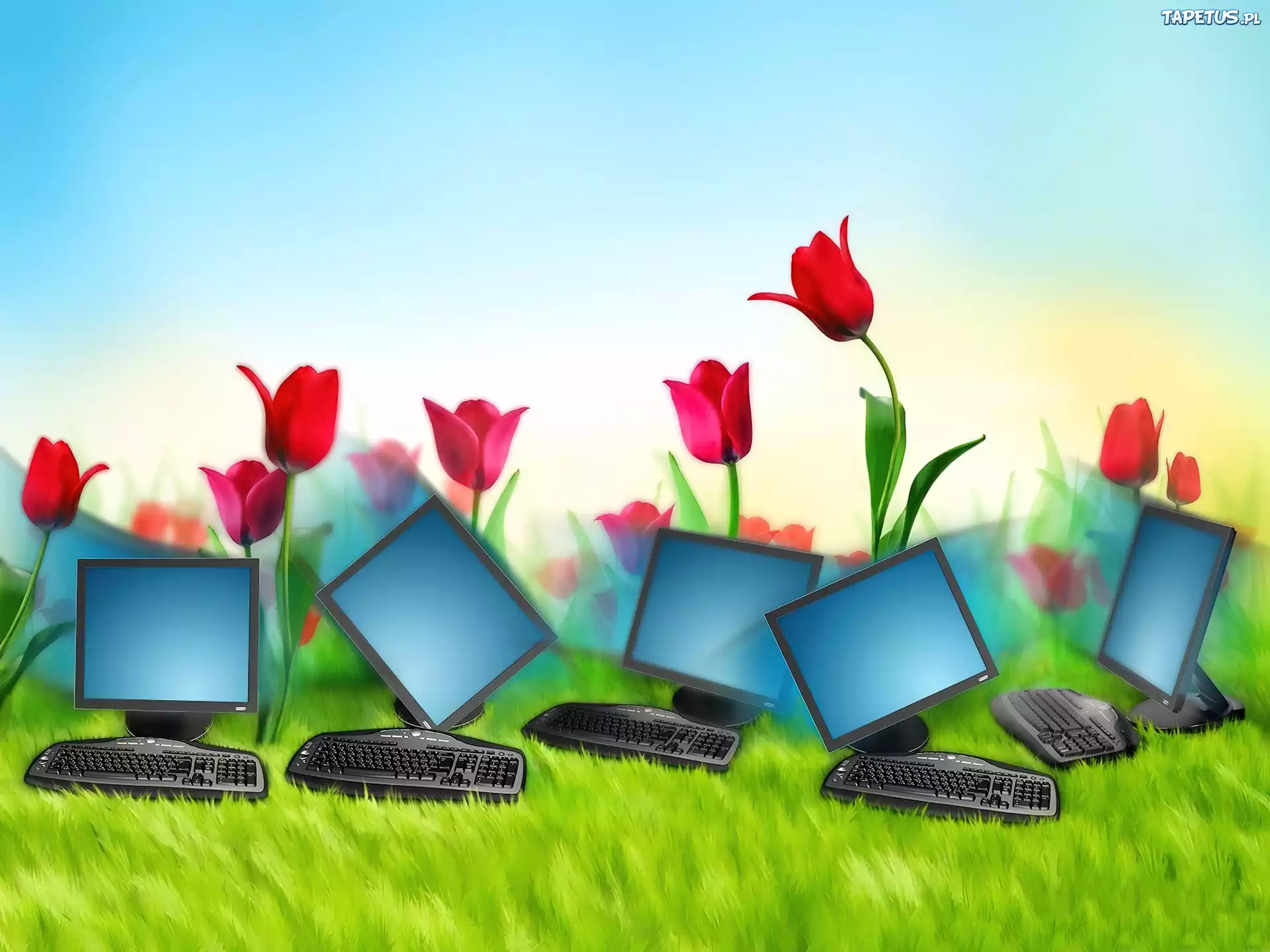 Monitory, Klawiatury, Tulipany
