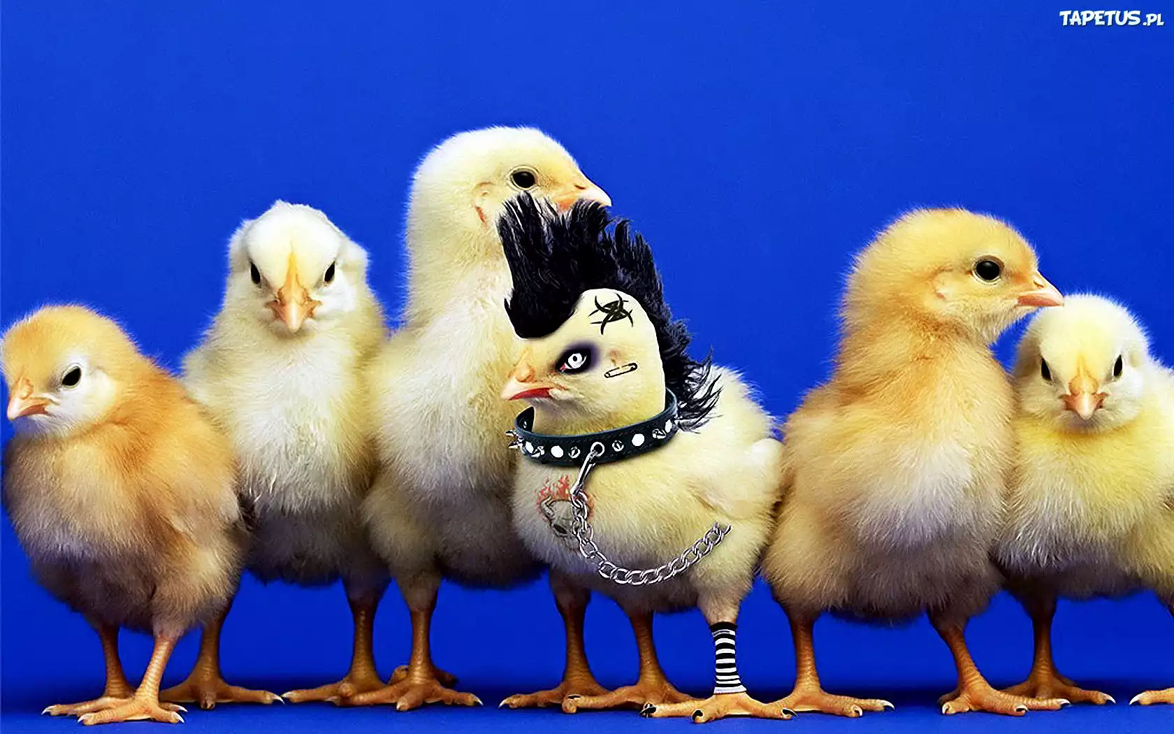 Kurczaki, Punk