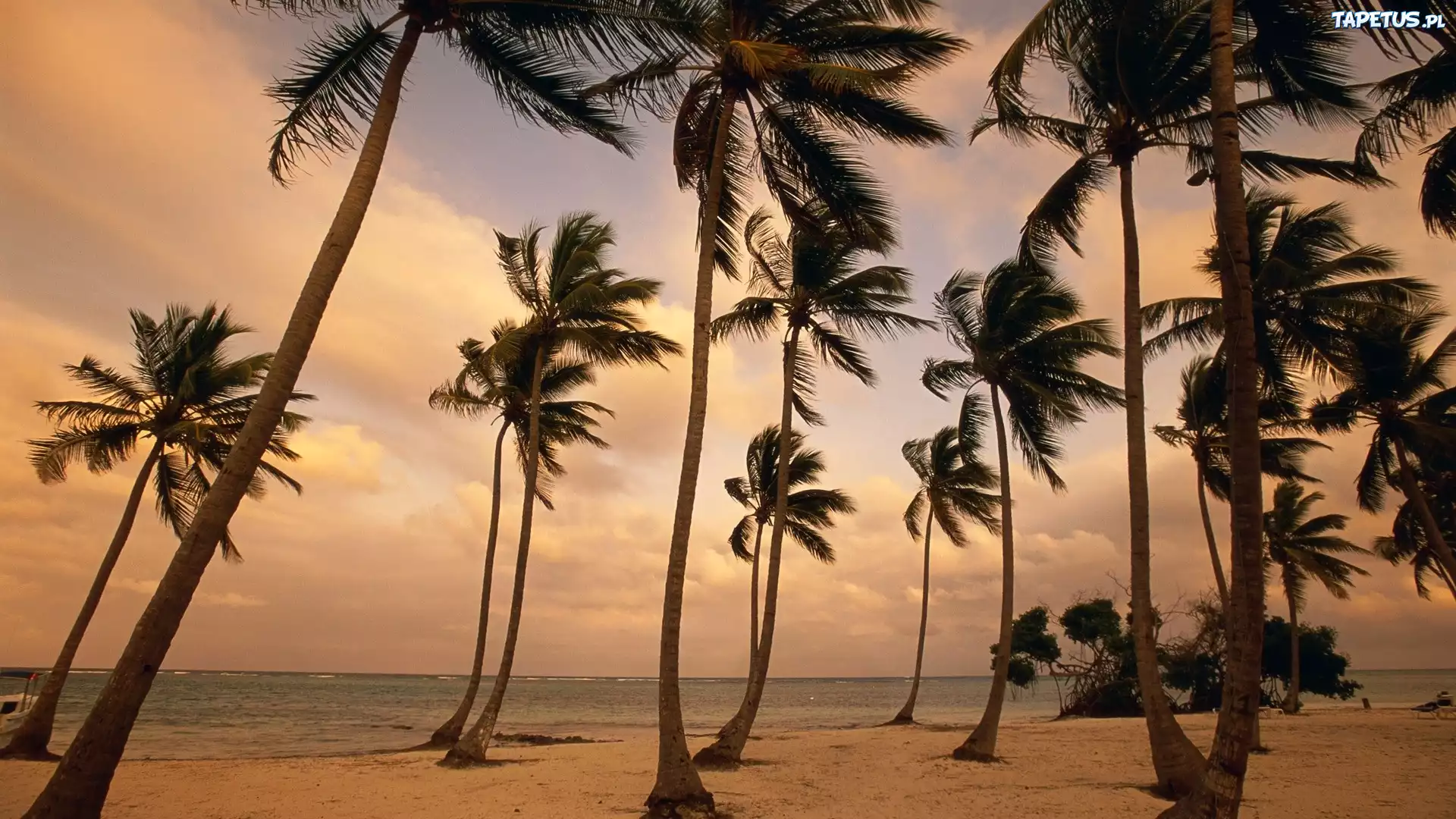 Пальмы шри ланки. Пунта Кана обои. Побережье с пальмами. Пляж с пальмами. Лето пальмы.