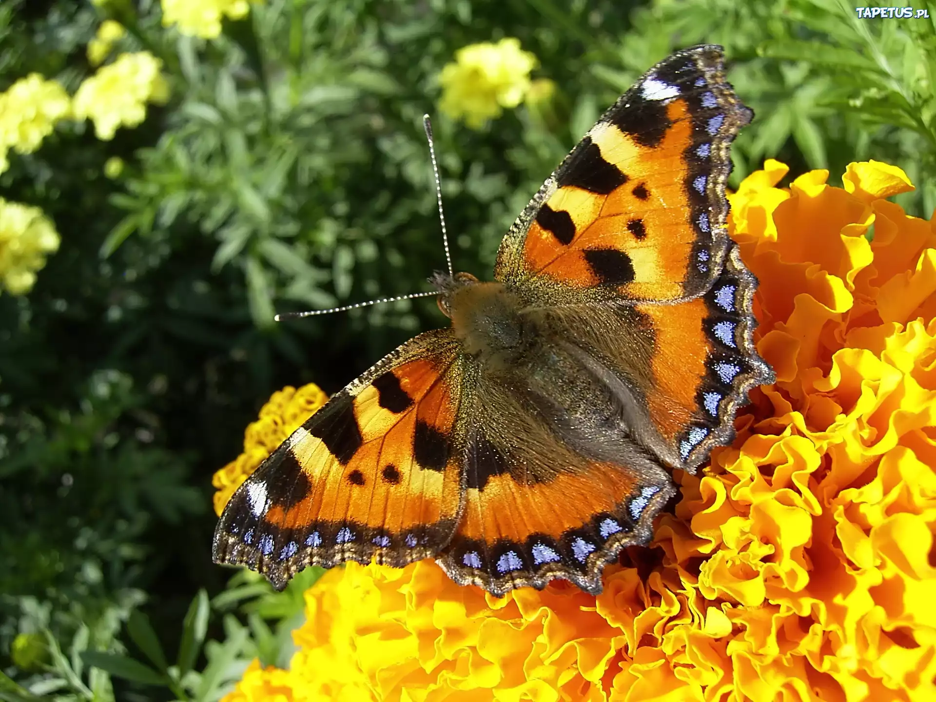 Motyl, Rusałka Pokrzywnik, Kwiat
