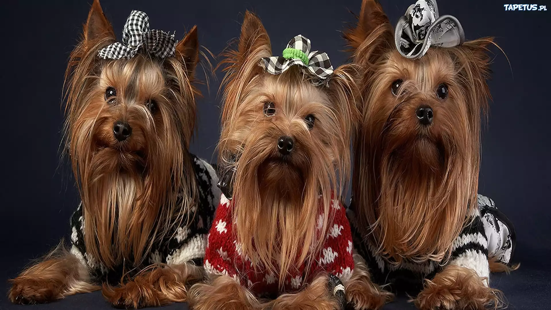 Trzy, Yorkshire, Terrier