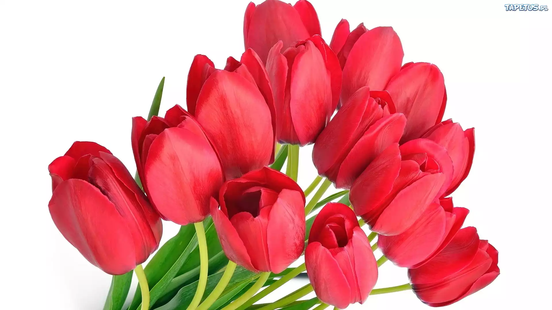 Czerwone, Tulipany