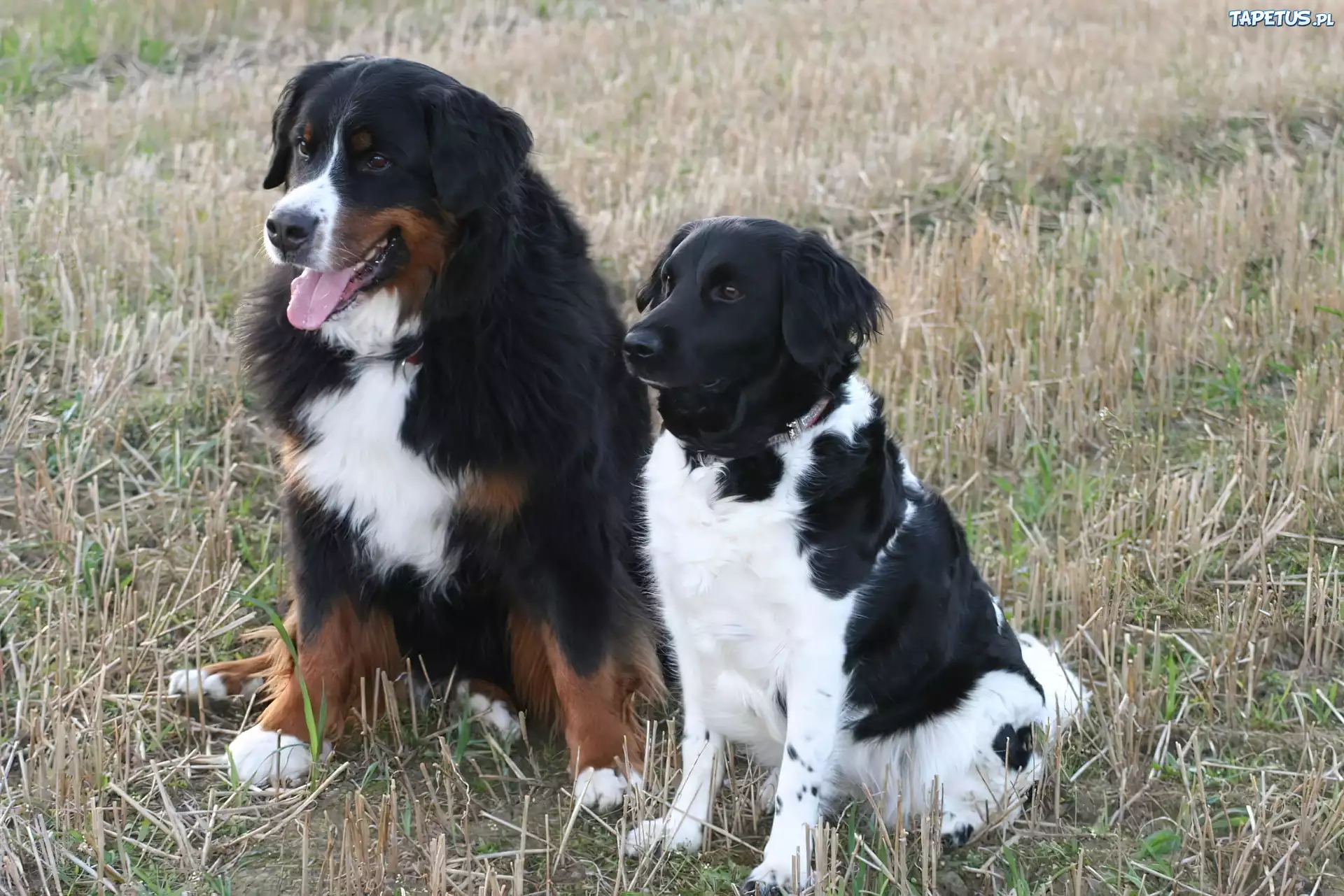 Dwa, Wyżły frezyjskie, Stabyhouny