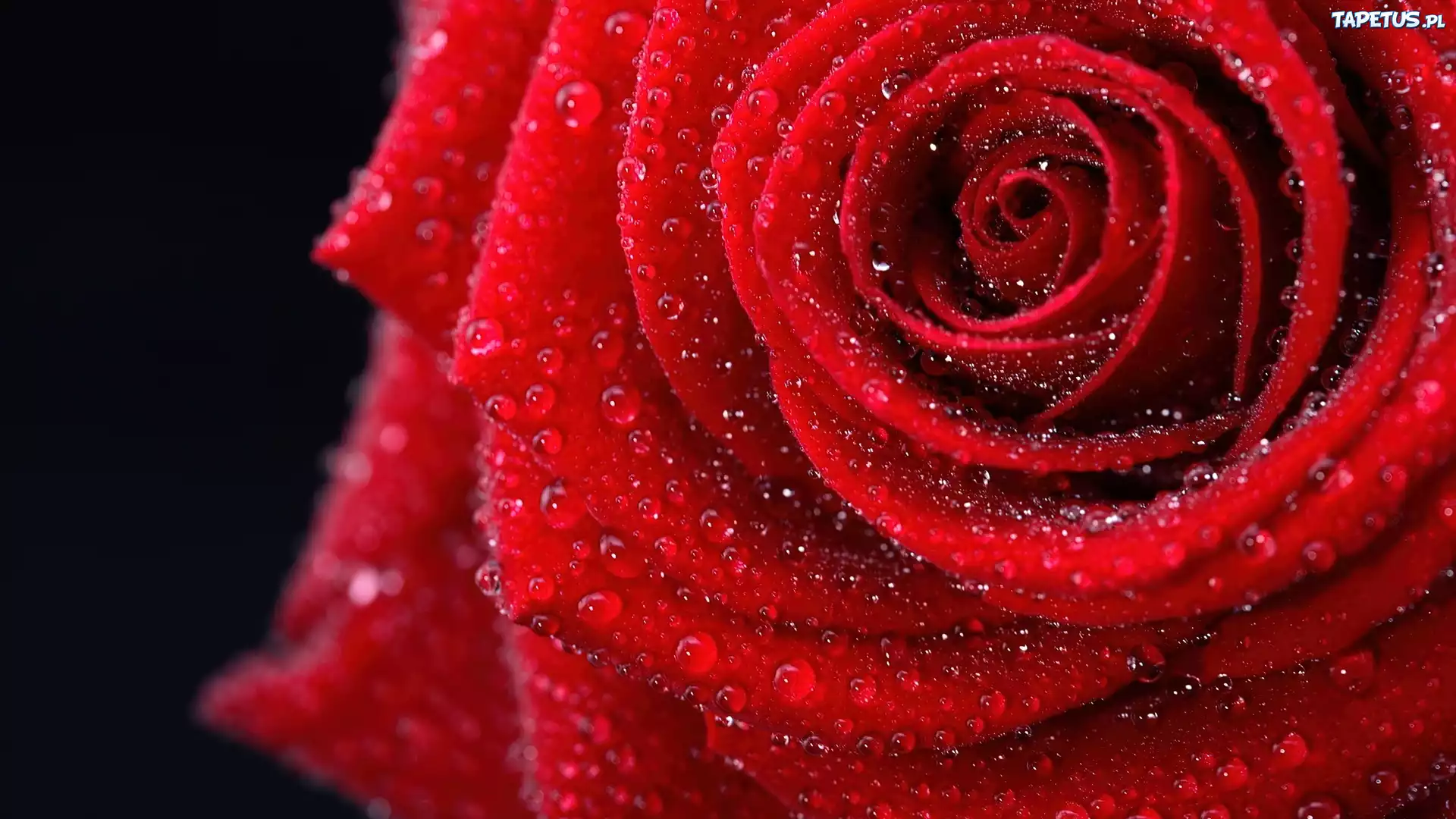 Róża, Czerwona, Kropelki, Rosy