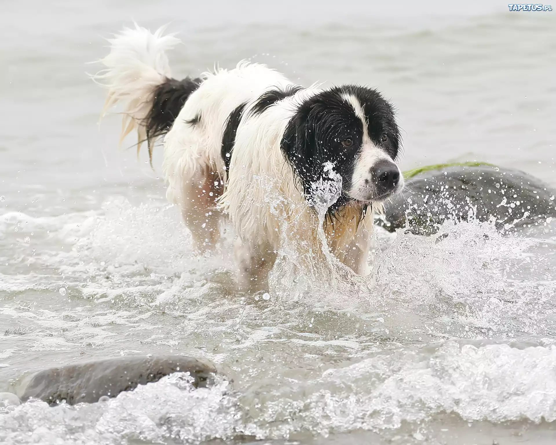 Landseer, woda