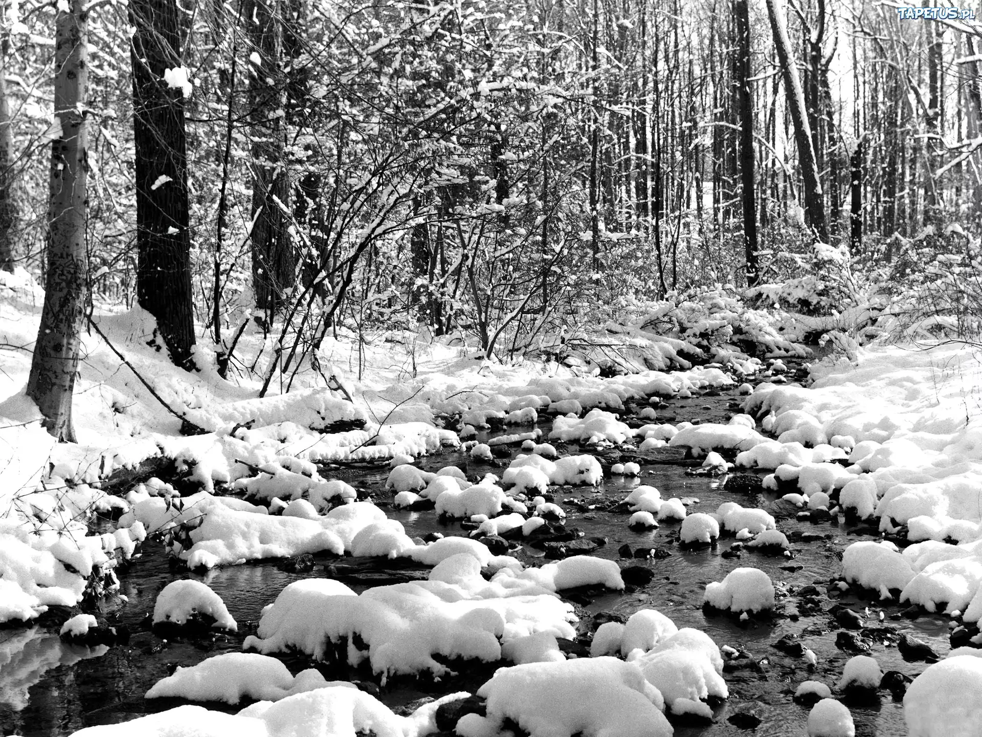 Тают зимние сугробы. Зима в лесу. Зимний пейзаж черно белый. Таяние снега.