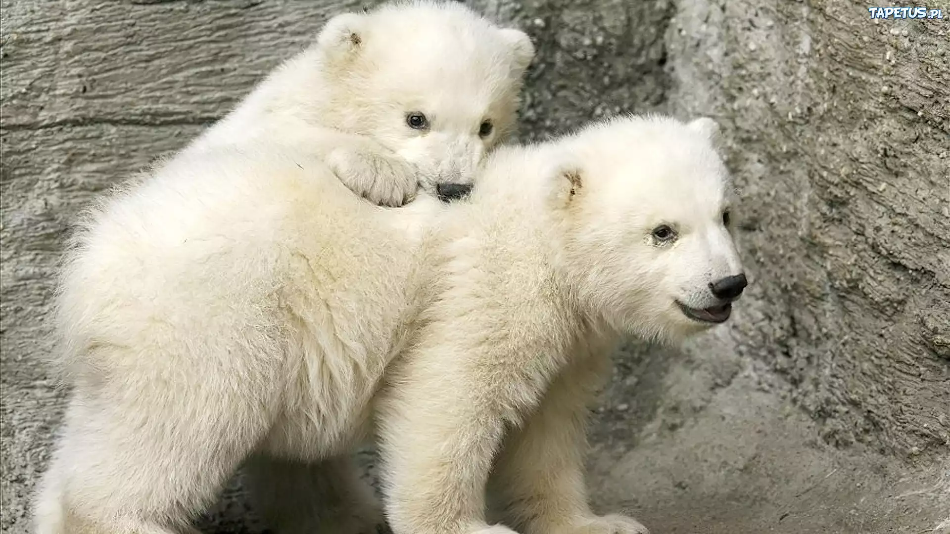 Dwa, Misie, Polarne