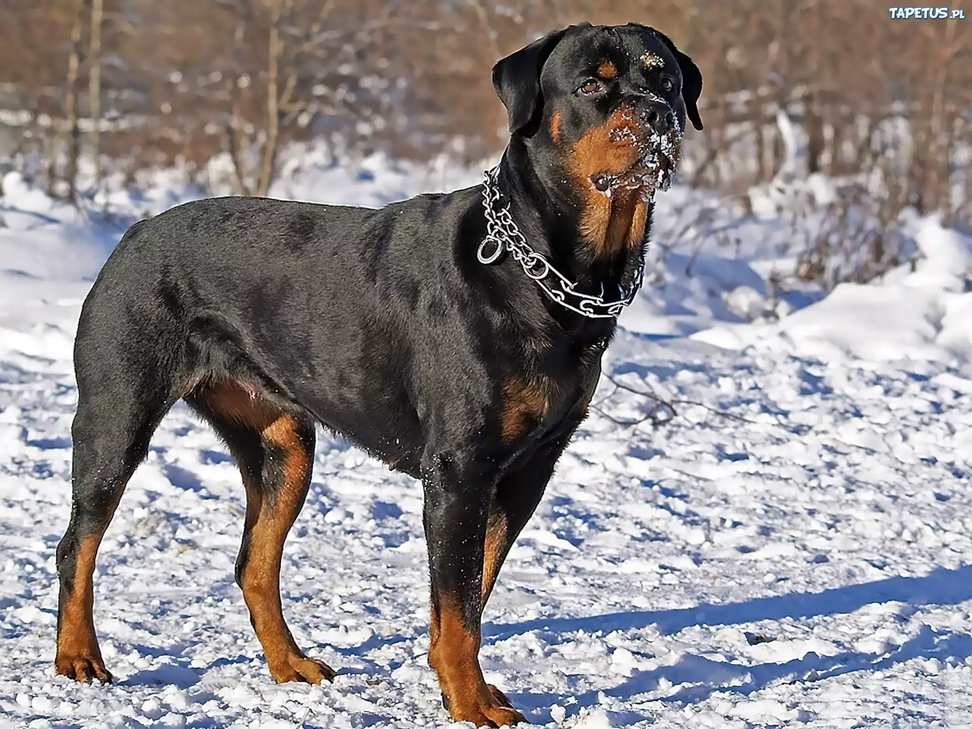 Śnieg, Obroża, Rottweiler