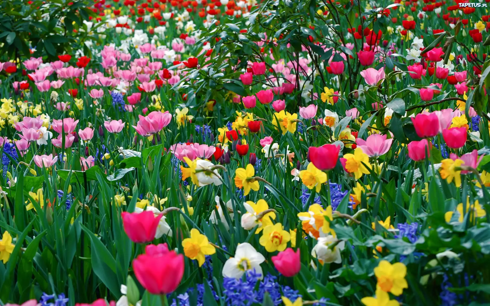 Kolorowe, Tulipany, Żonkile