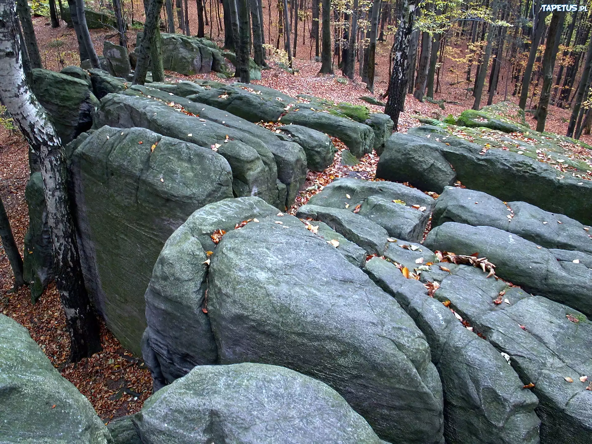 Głazy, Zbocze, Drzewa, Las