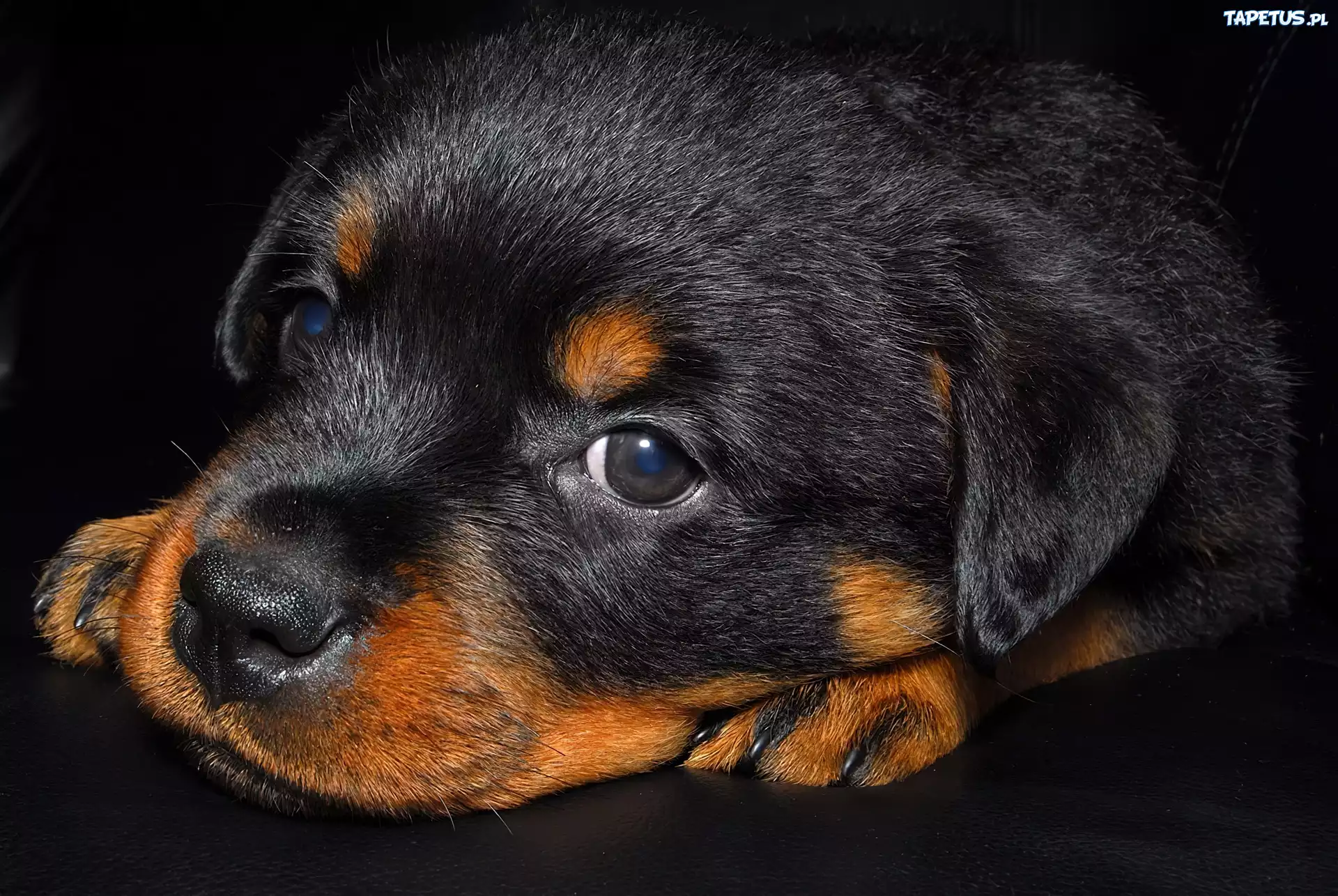 Mały, Czarny, Szczeniaczek, Rottweiler
