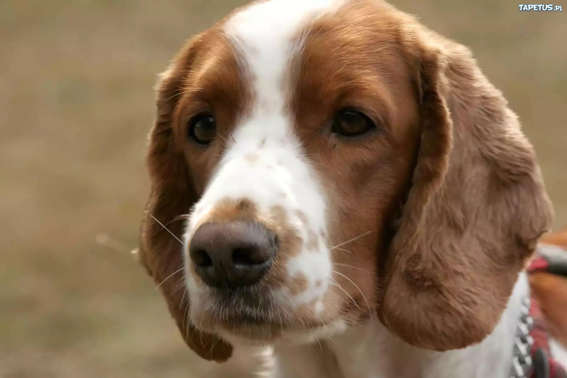 głowa, Springer spaniel walijski