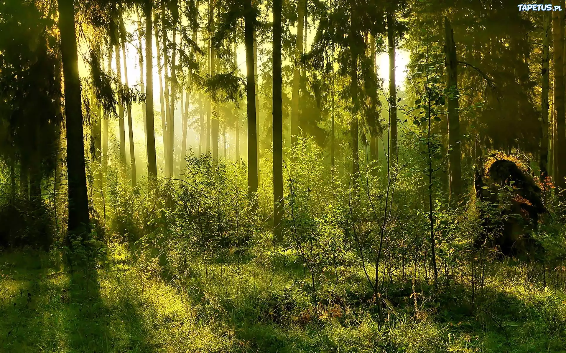Las, Drzewa, Krzewy, Promienie, Słońca