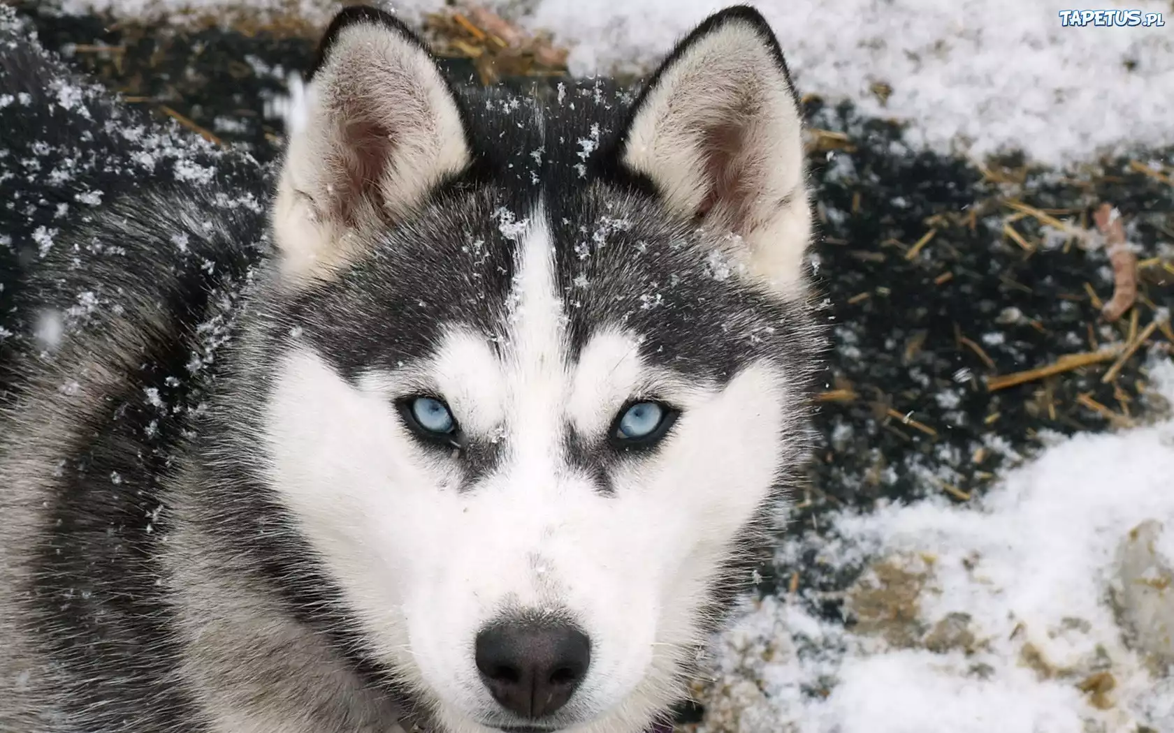 Siberian Husky, Śnieg
