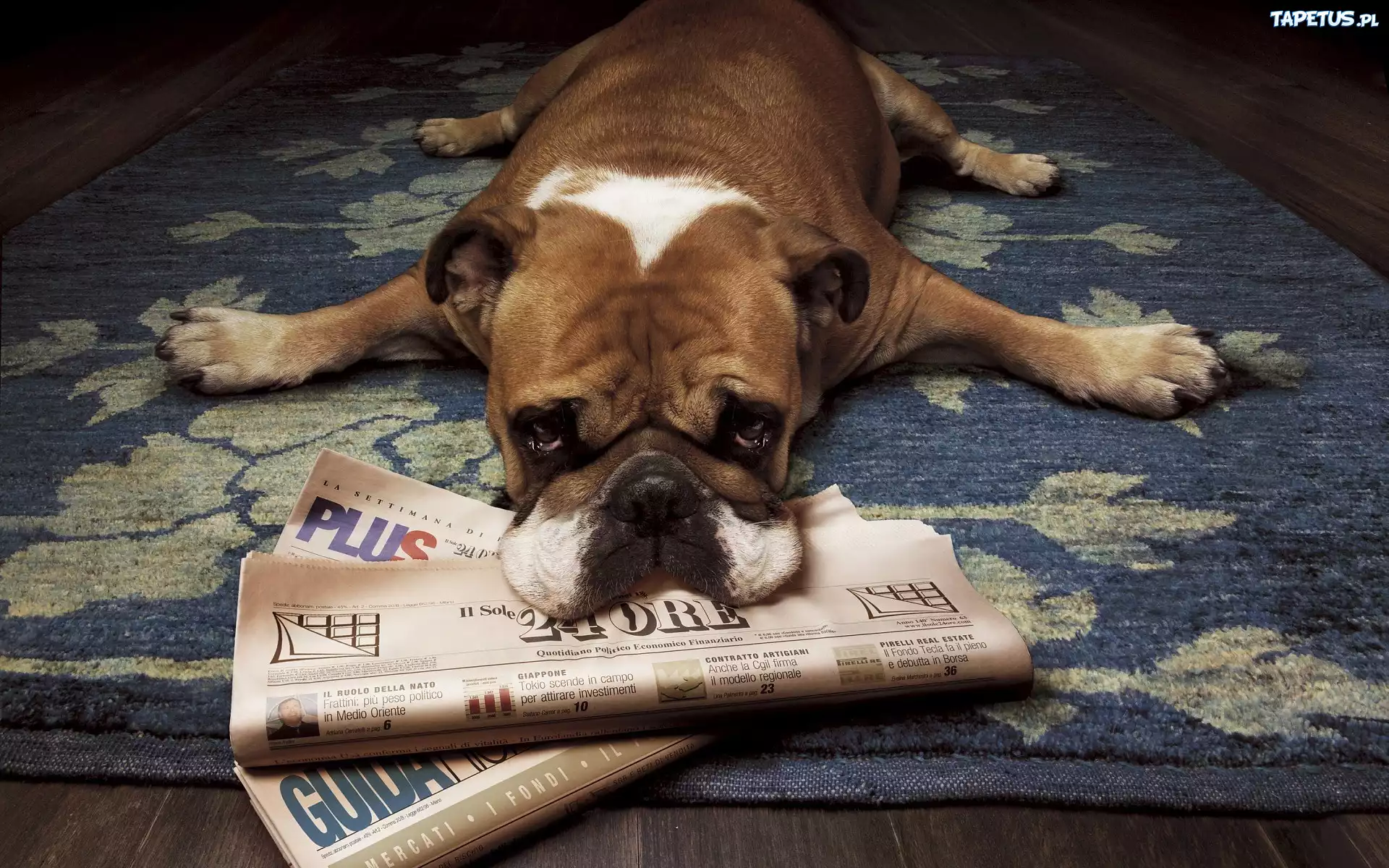Znudzony, Pies, Gazeta