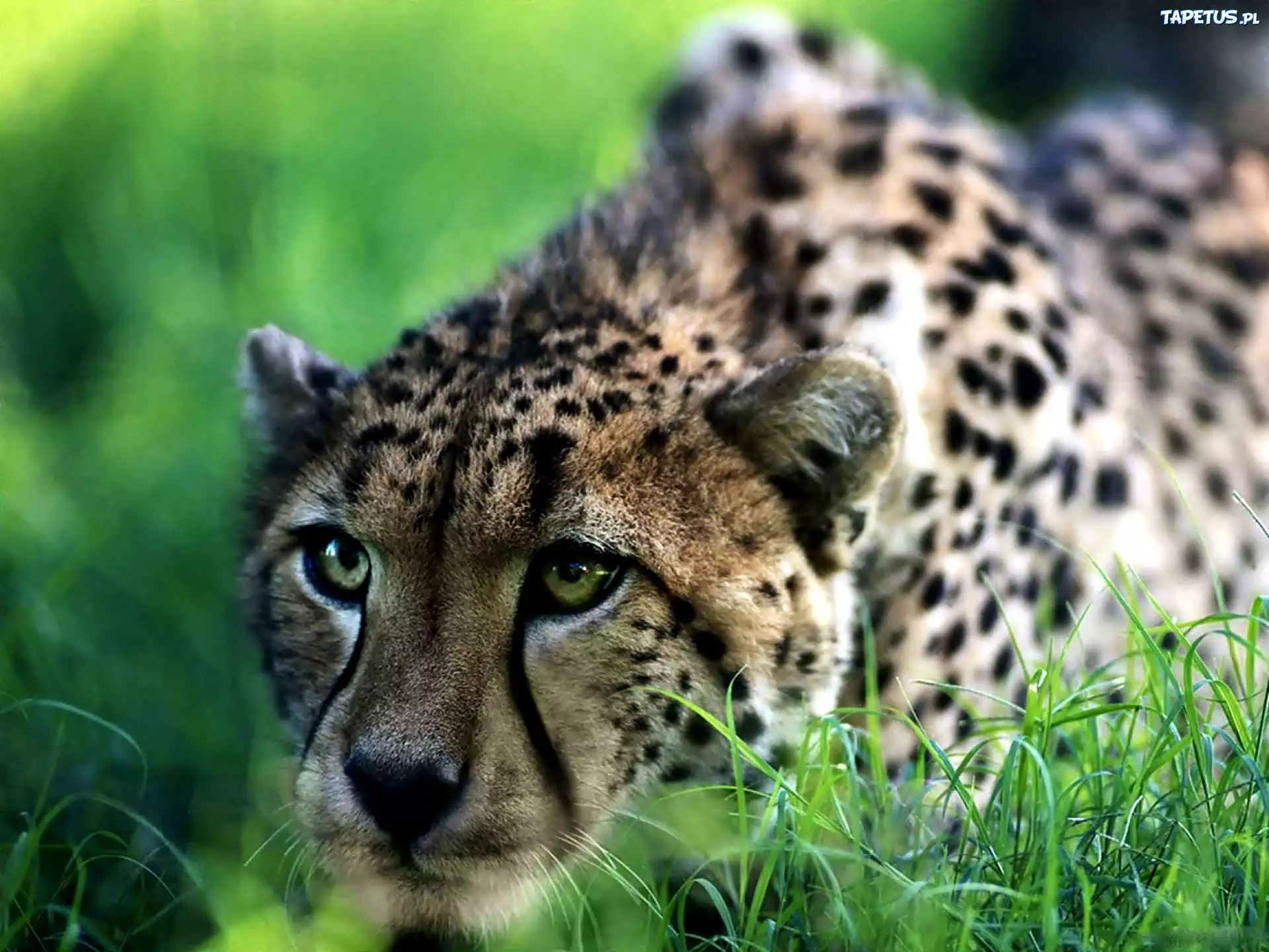 Gepard, Głowa, Trawa, Polowanie