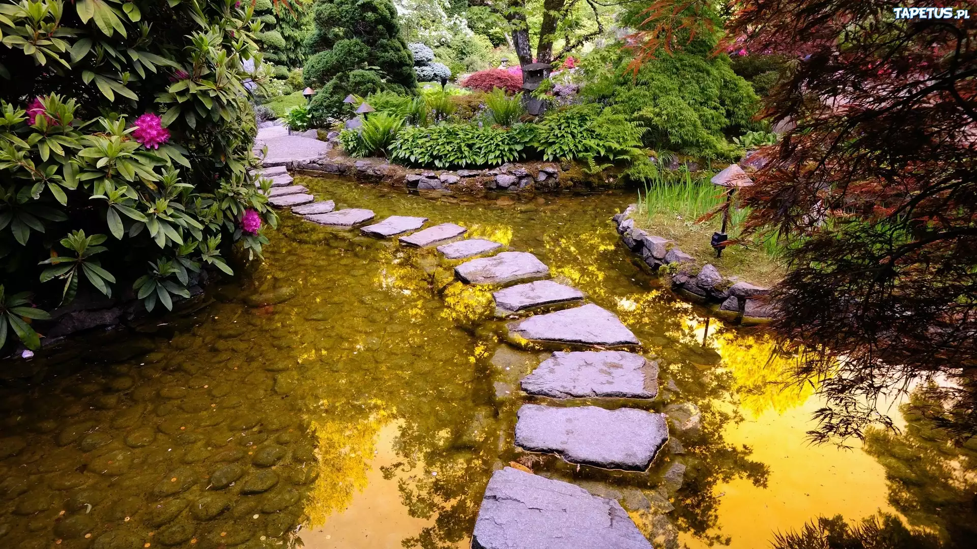 Ogród, Woda, Kamienne, Przejście, Rododendron