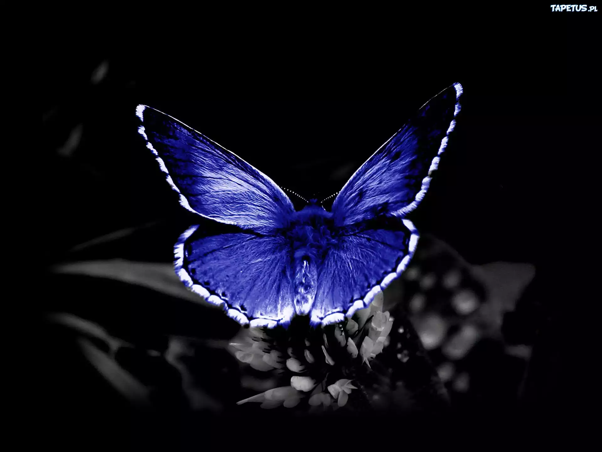 Niebieski, Motyl