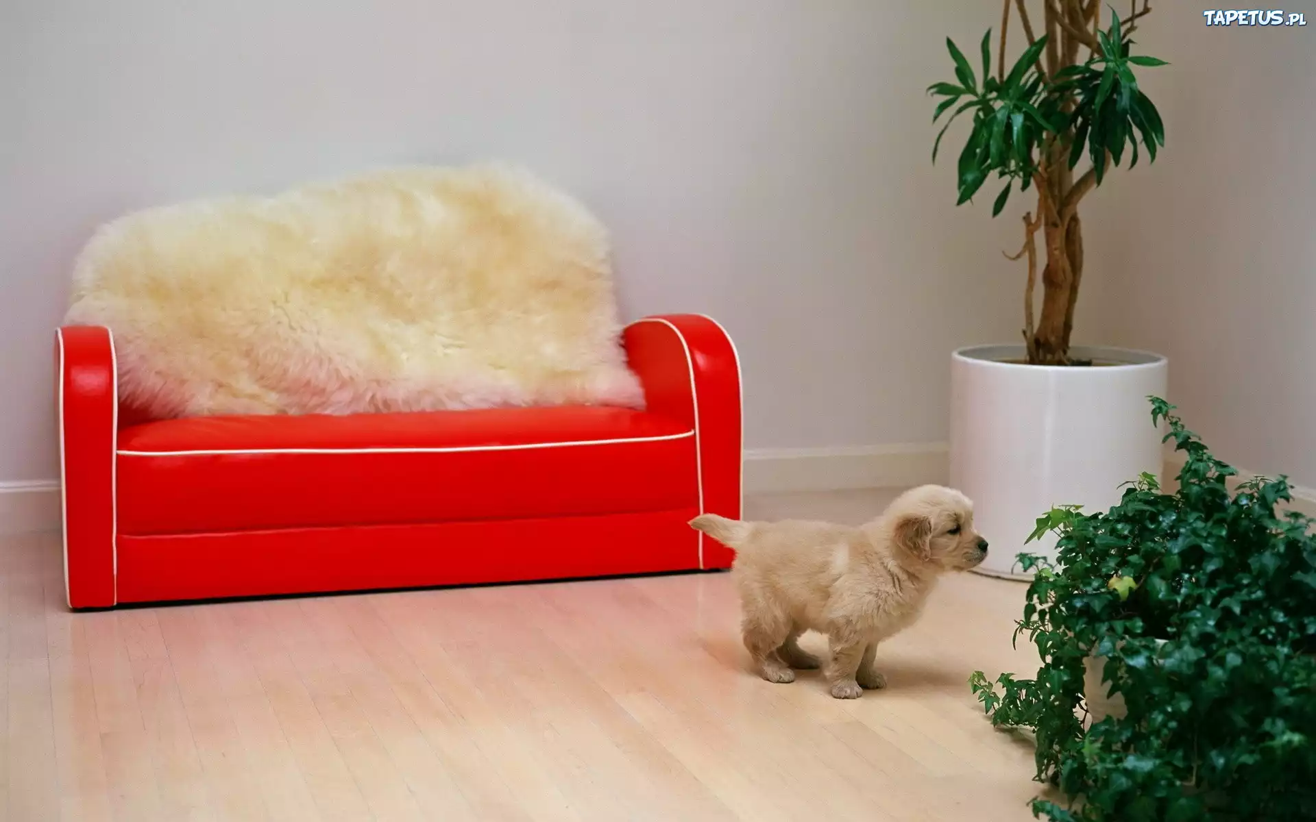 Mały, Szczeniak, Podłoga, Sofa, Kwiatek