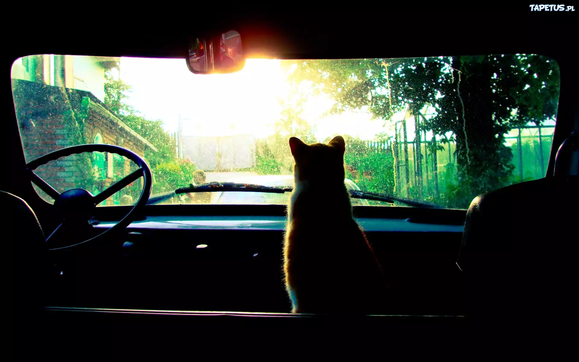 Kotek, Auto, Kierownica