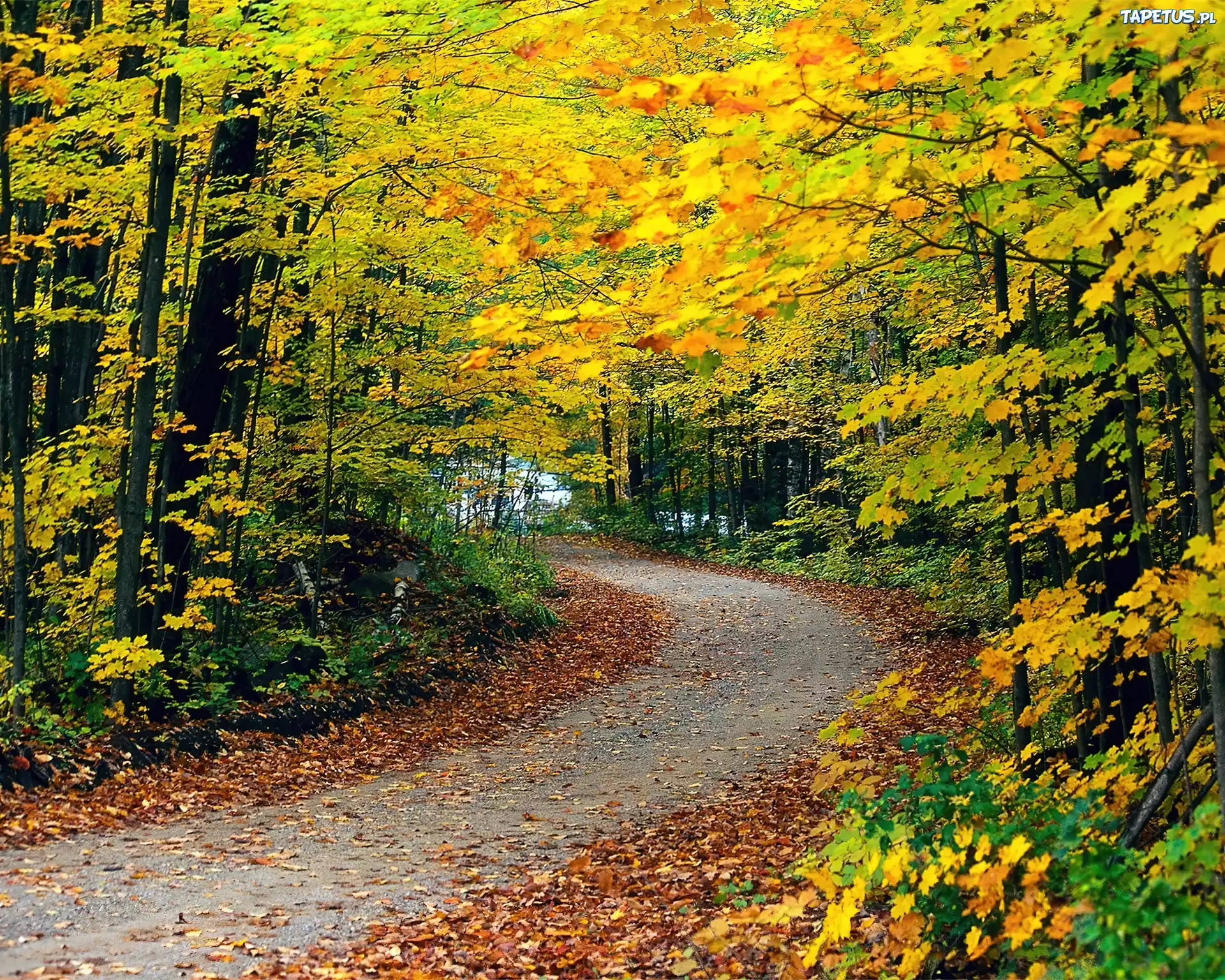 Пестрая стена леса. Природа осень. Октябрь природа. Осенний лес. Осень фото красивые.