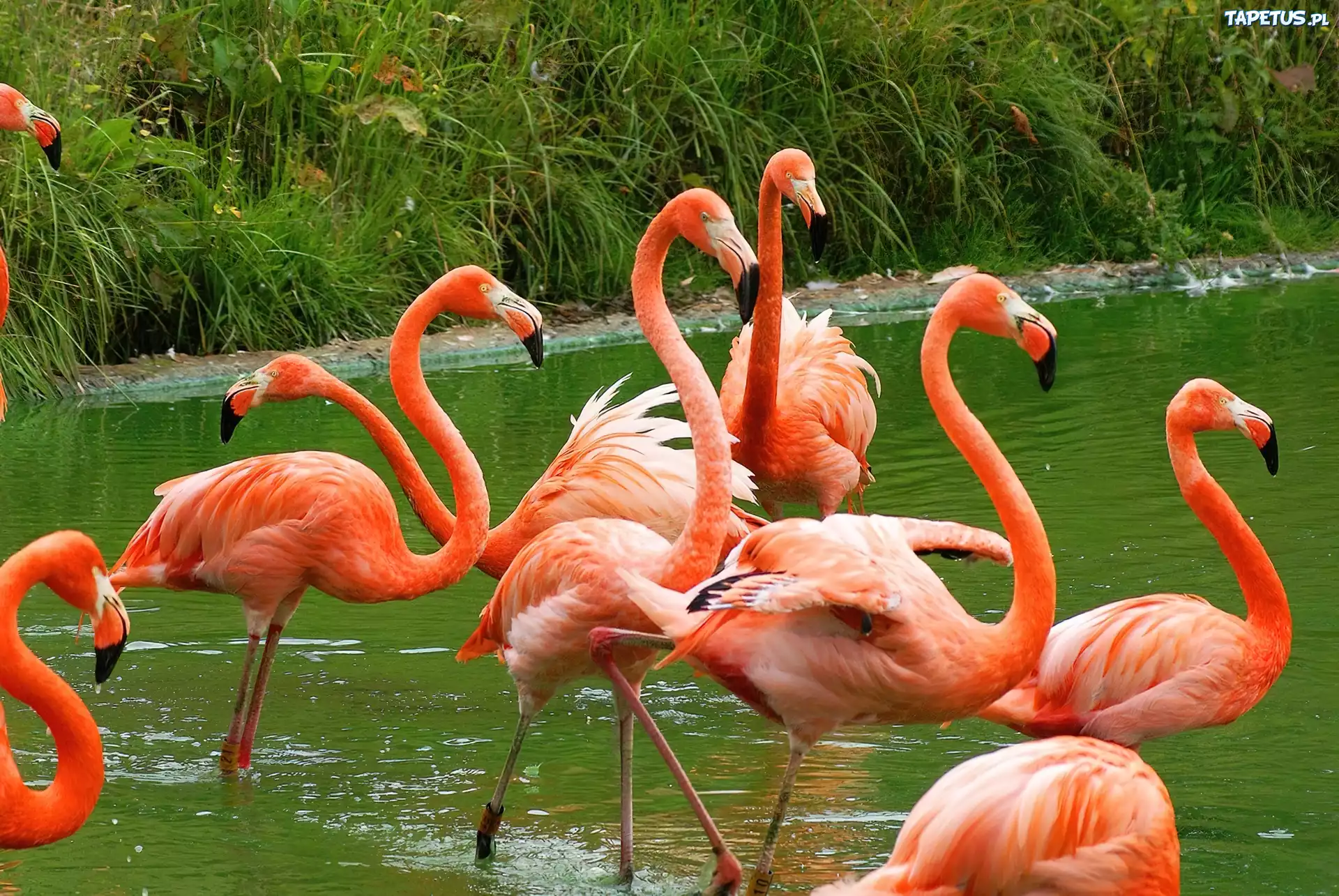 Flamingi Karmazynowe