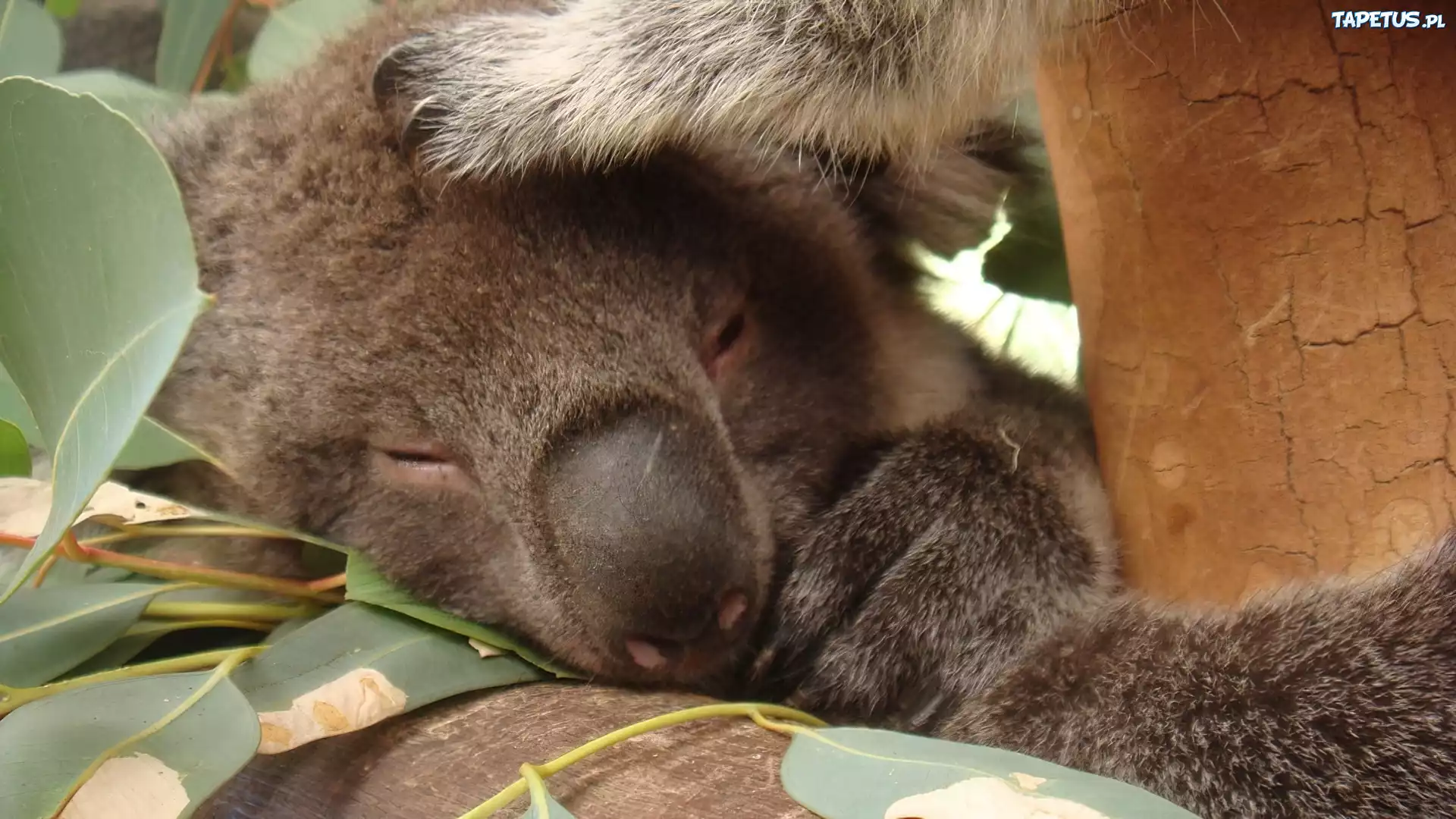 Drzewo, Eukaliptusowe, Śpiący, Koala