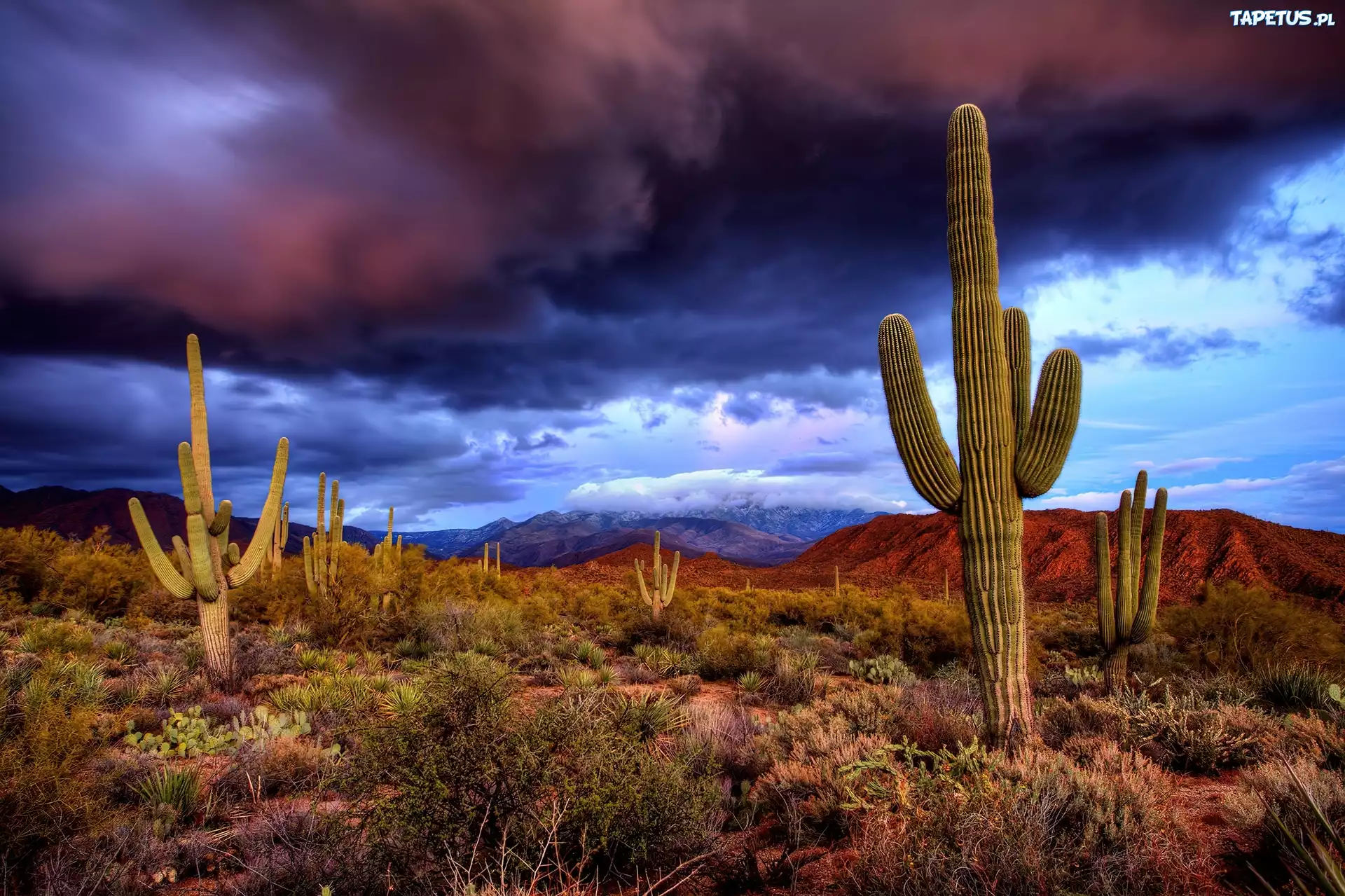 Kaktusy, Saguaro, Fioletowo, Granatowe, Chmury
