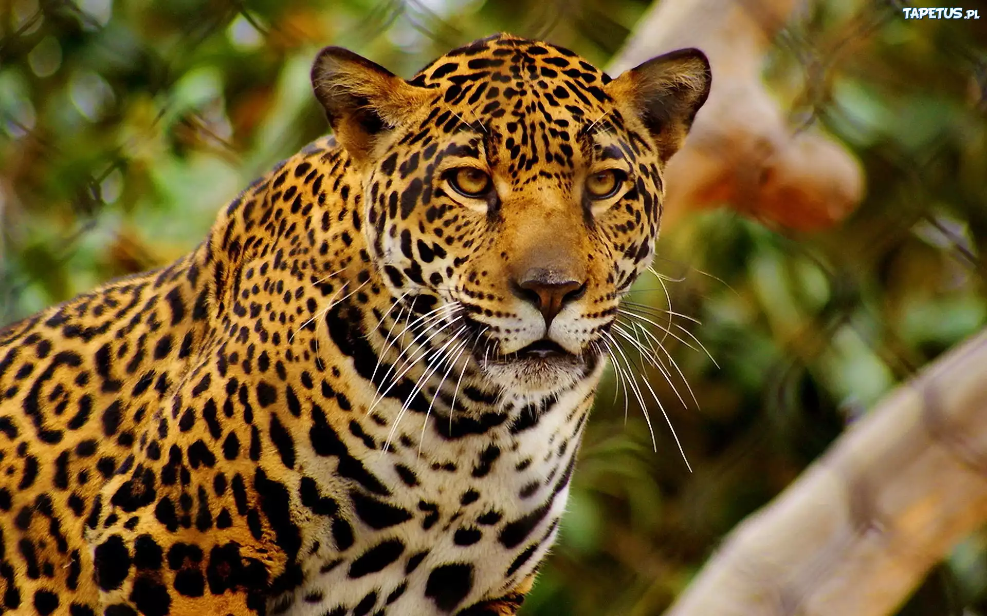 Cętki, Wąsy, Jaguar
